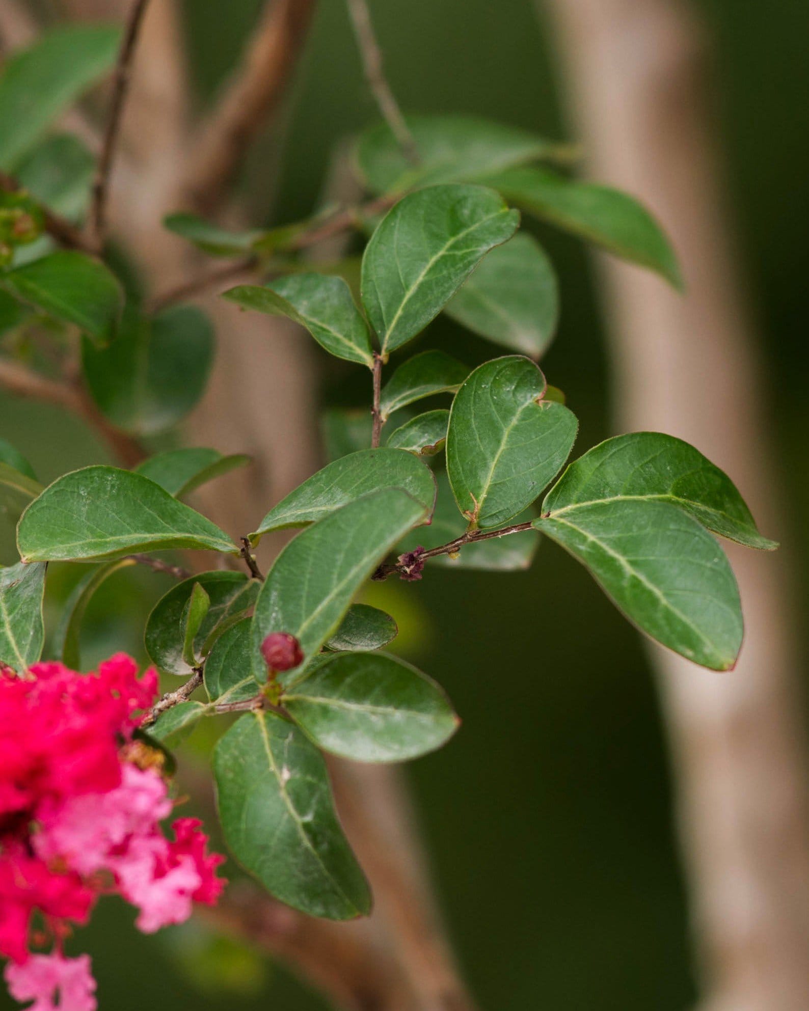 Centennial Spirit Crape Myrtle - view 4
