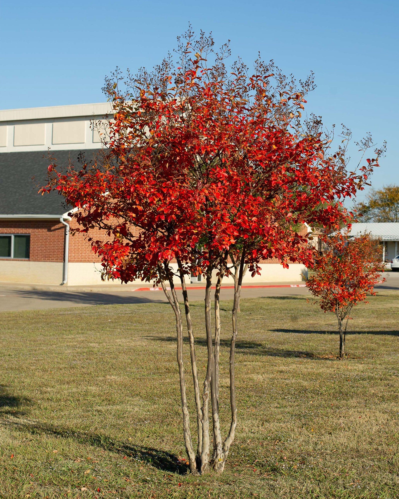 Centennial Spirit Crape Myrtle - view 5