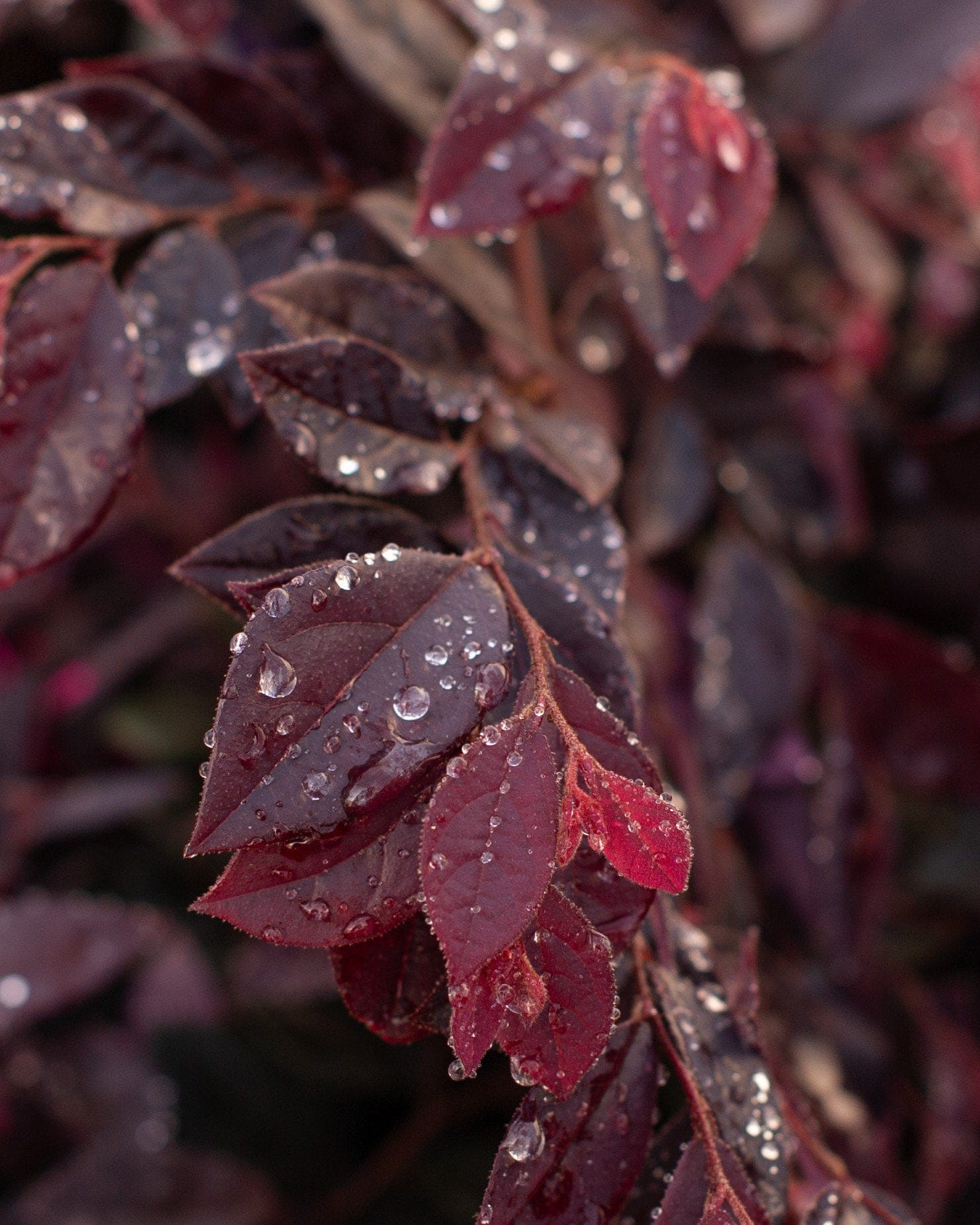Cerise Charm Loropetalum - view 2