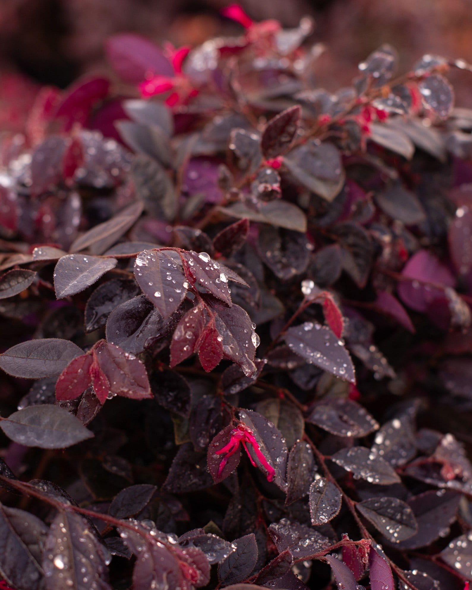 Cerise Charm Loropetalum - view 3