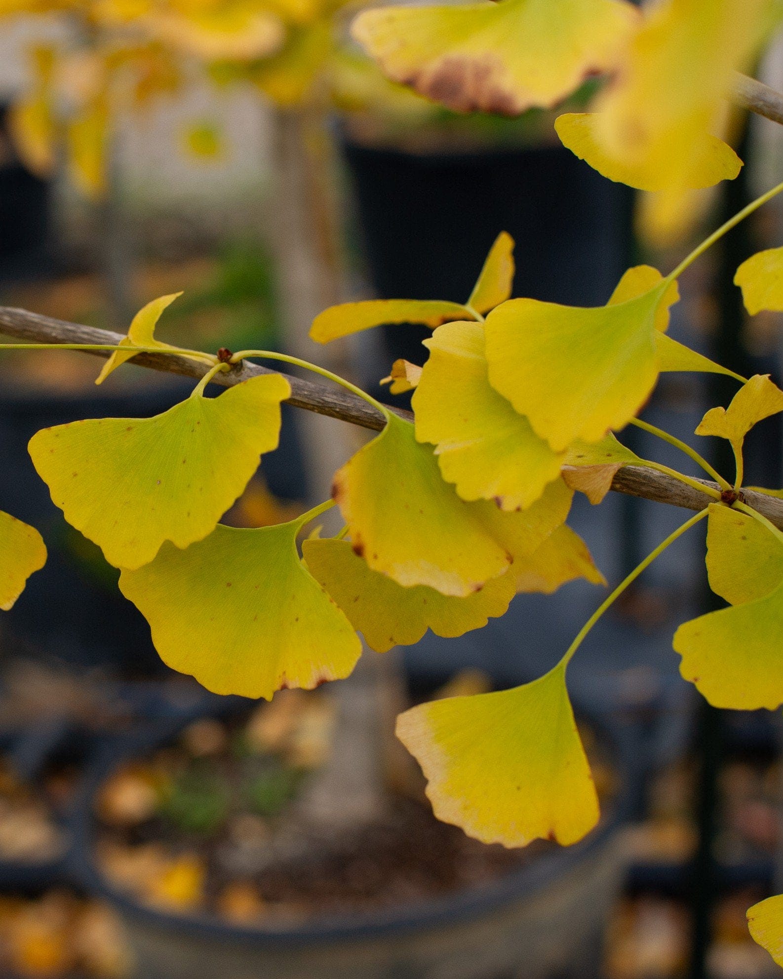 Chi Chi Ginkgo - view 2