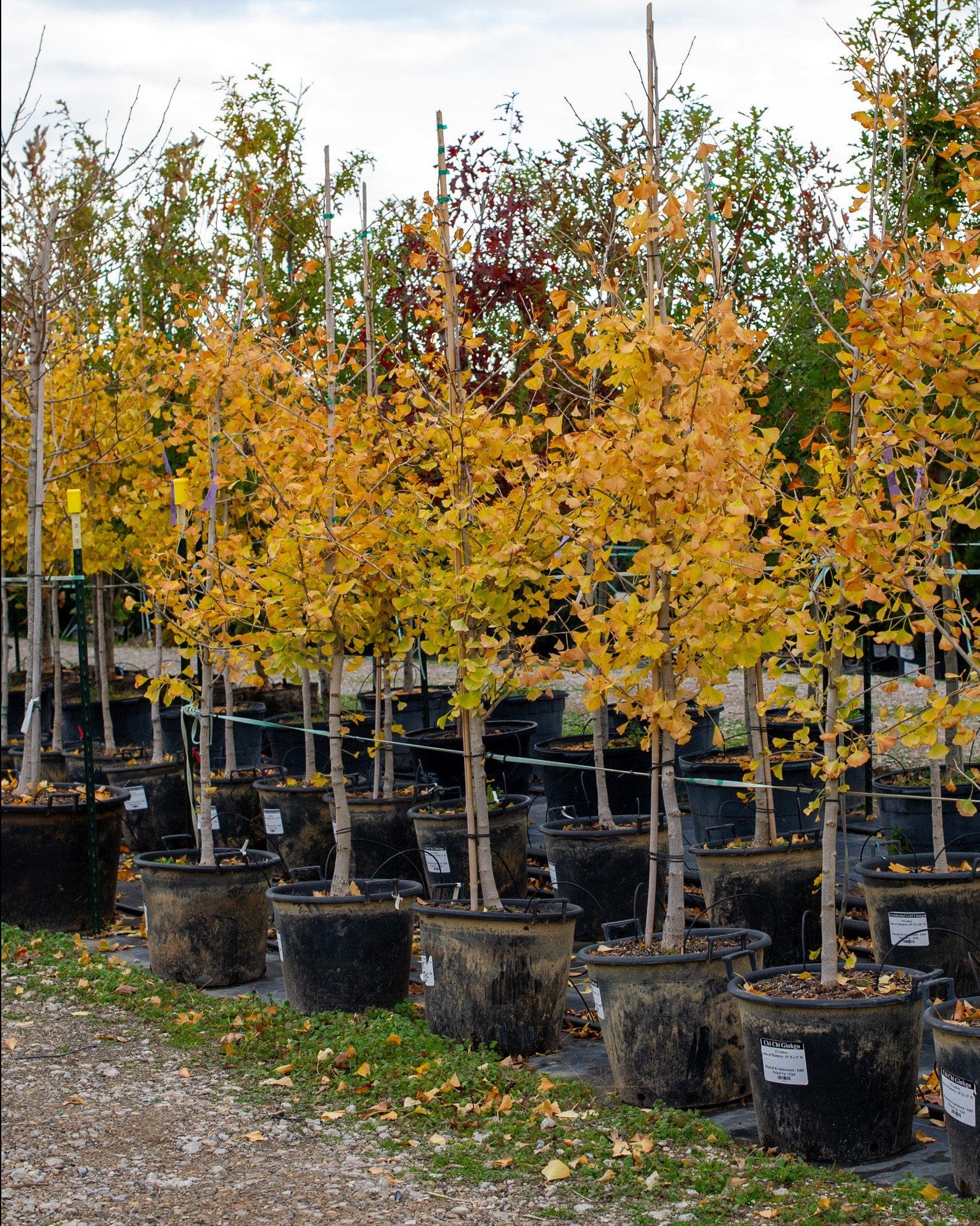 Chi Chi Ginkgo - view 3