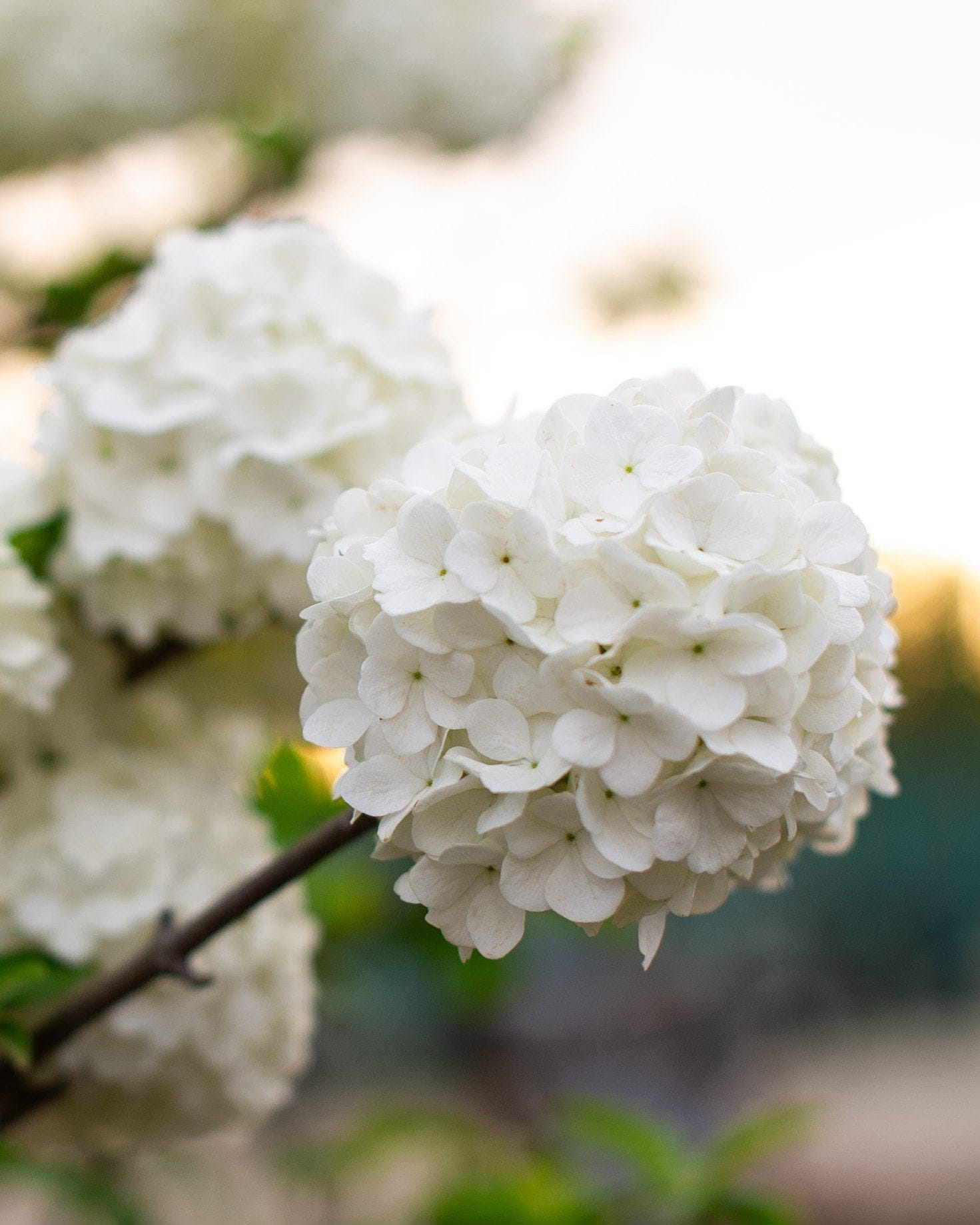 Chinese Snowball Viburnum