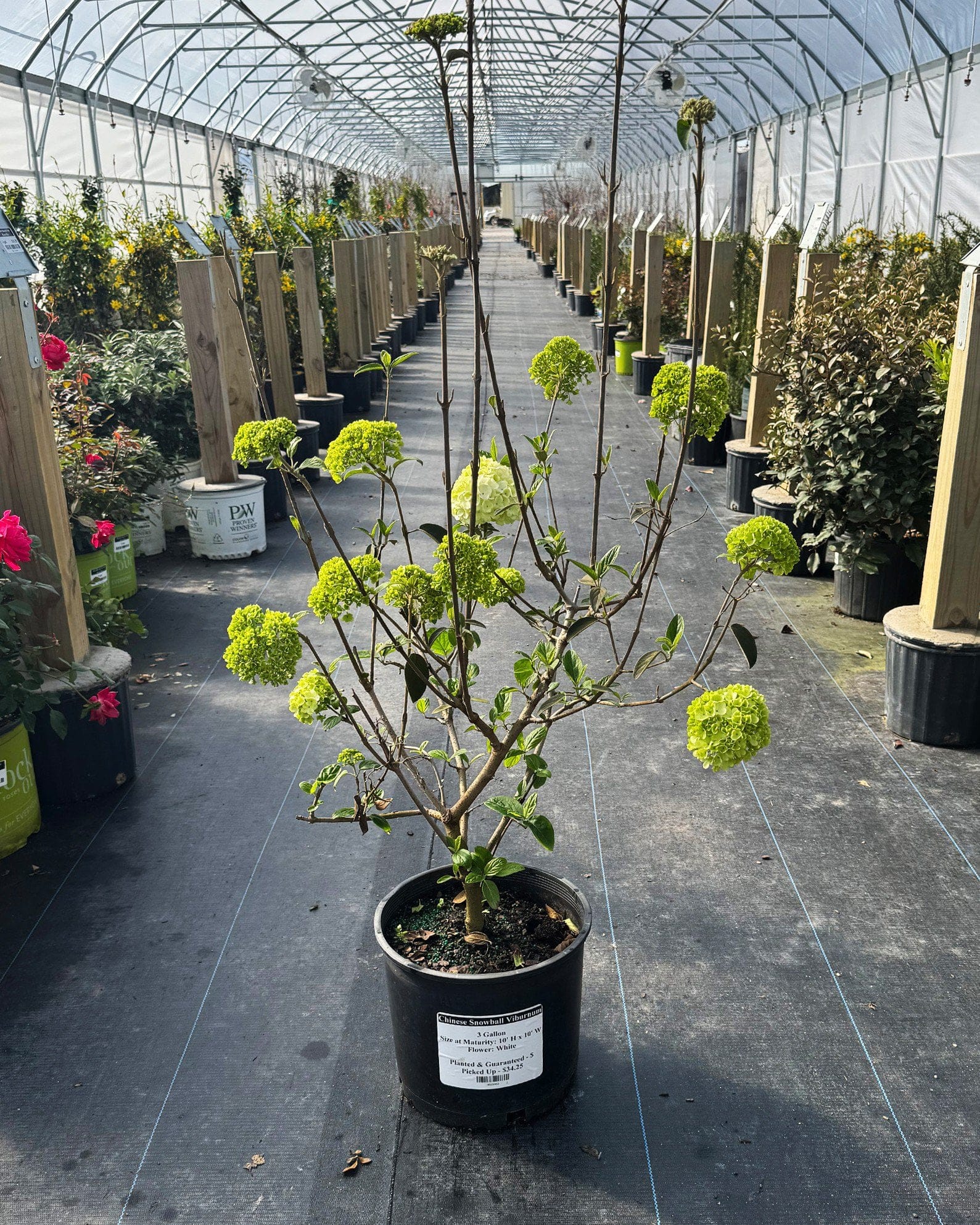 Chinese Snowball Viburnum - view 2