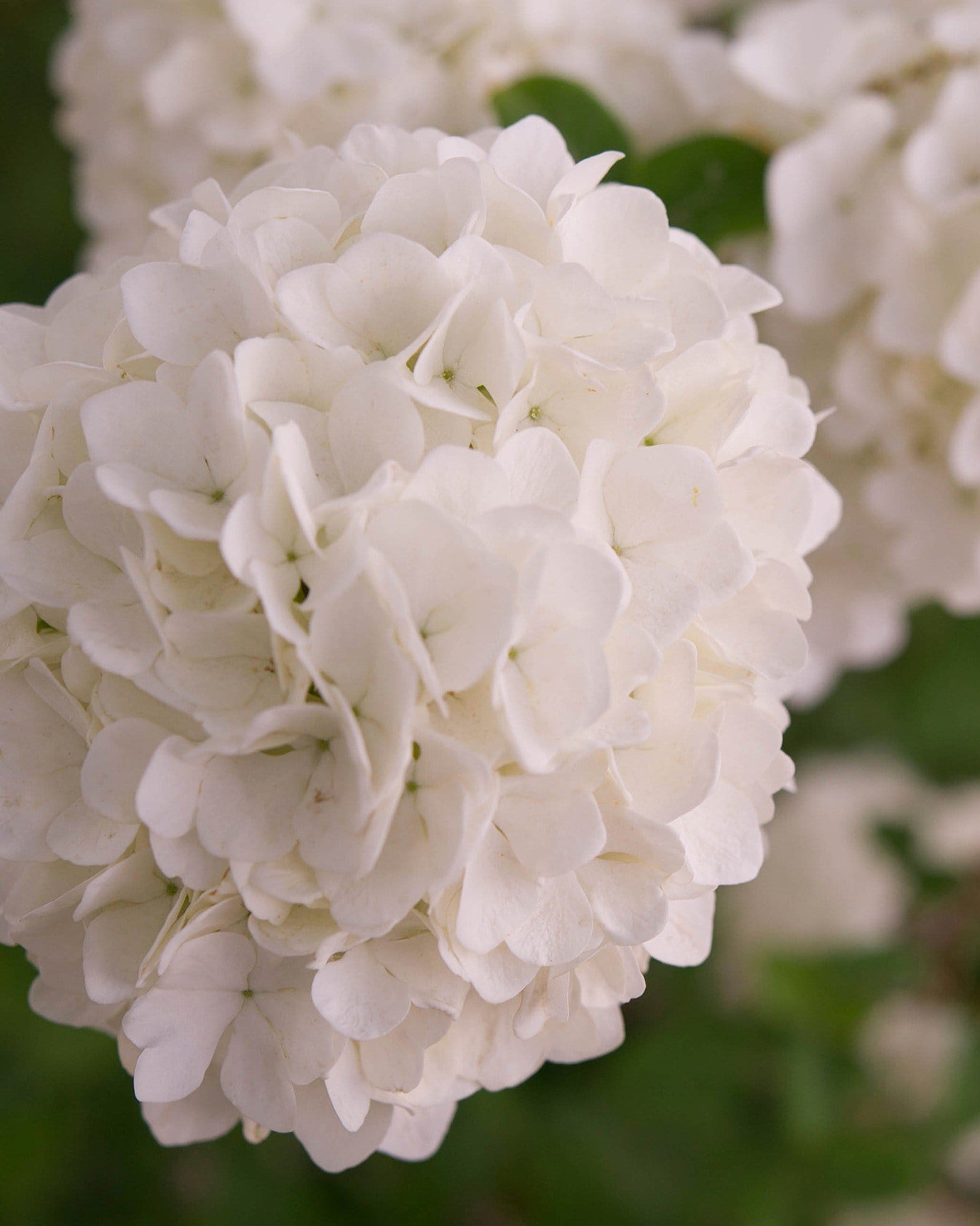 Chinese Snowball Viburnum - view 3