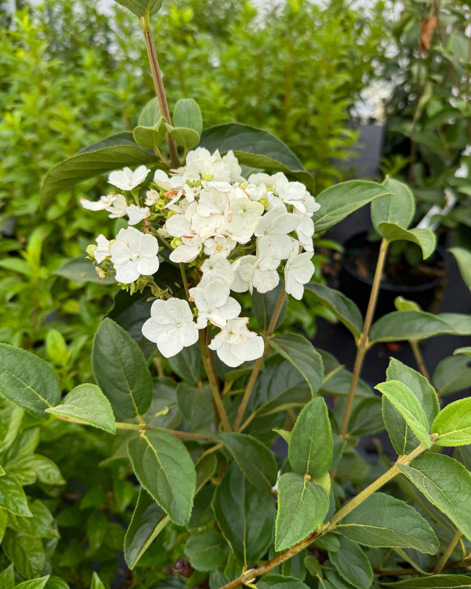 Chinese Snowball Viburnum - view 5