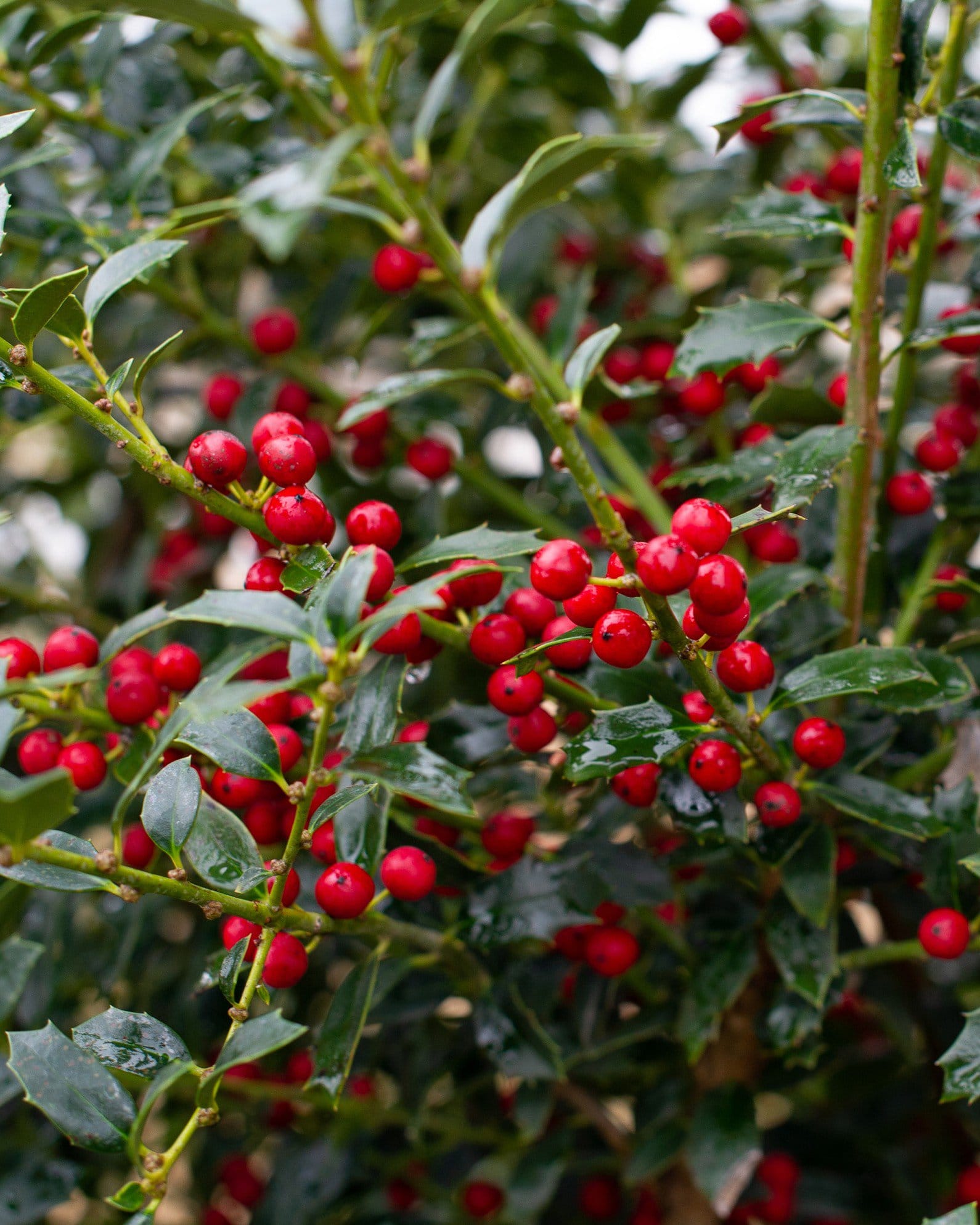 Christmas Jewel Holly - view 2