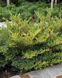 Cinnamon Girl Distylium thumbnail 1