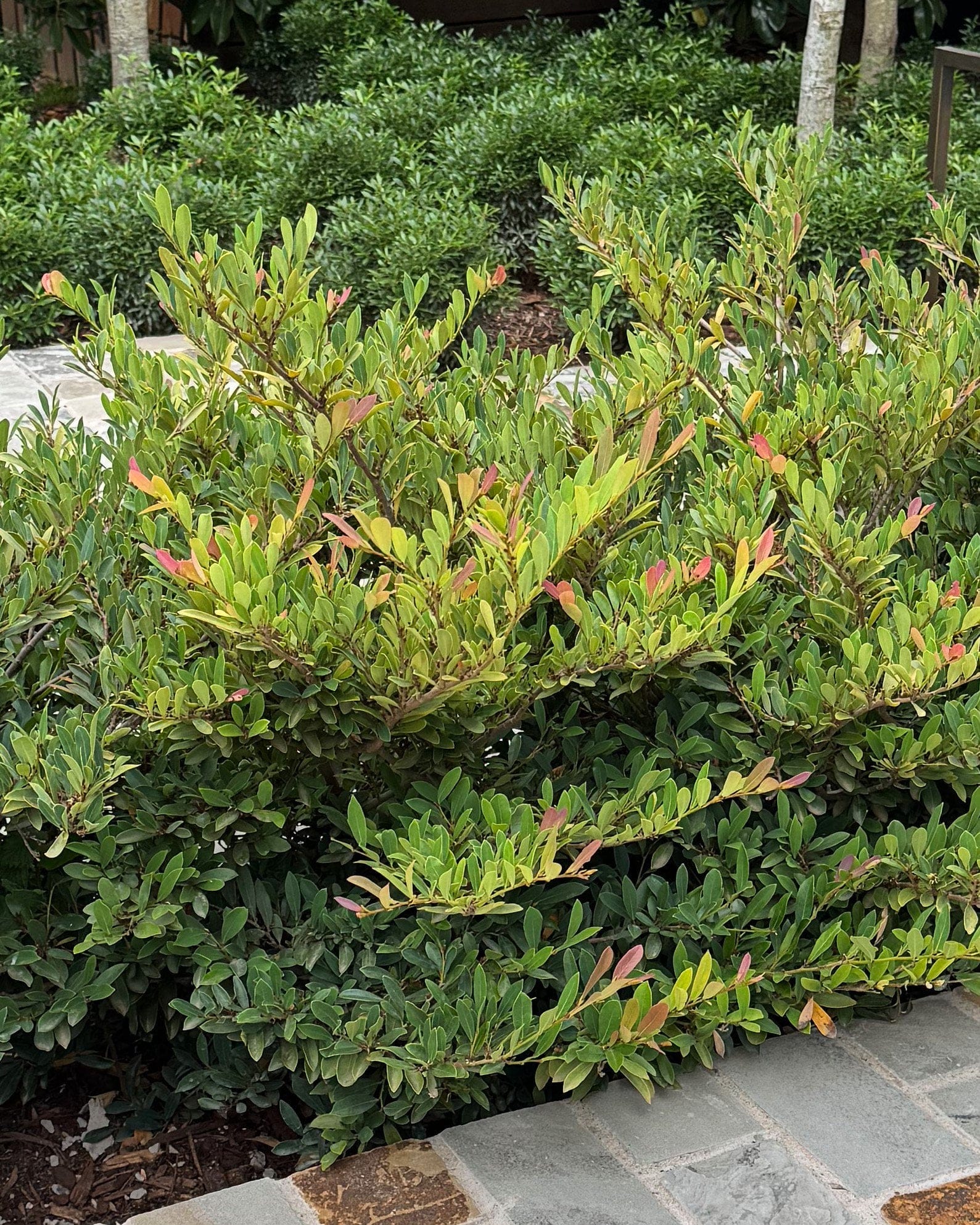 Cinnamon Girl Distylium - Main Image