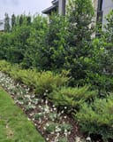 Cinnamon Girl Distylium thumbnail 2