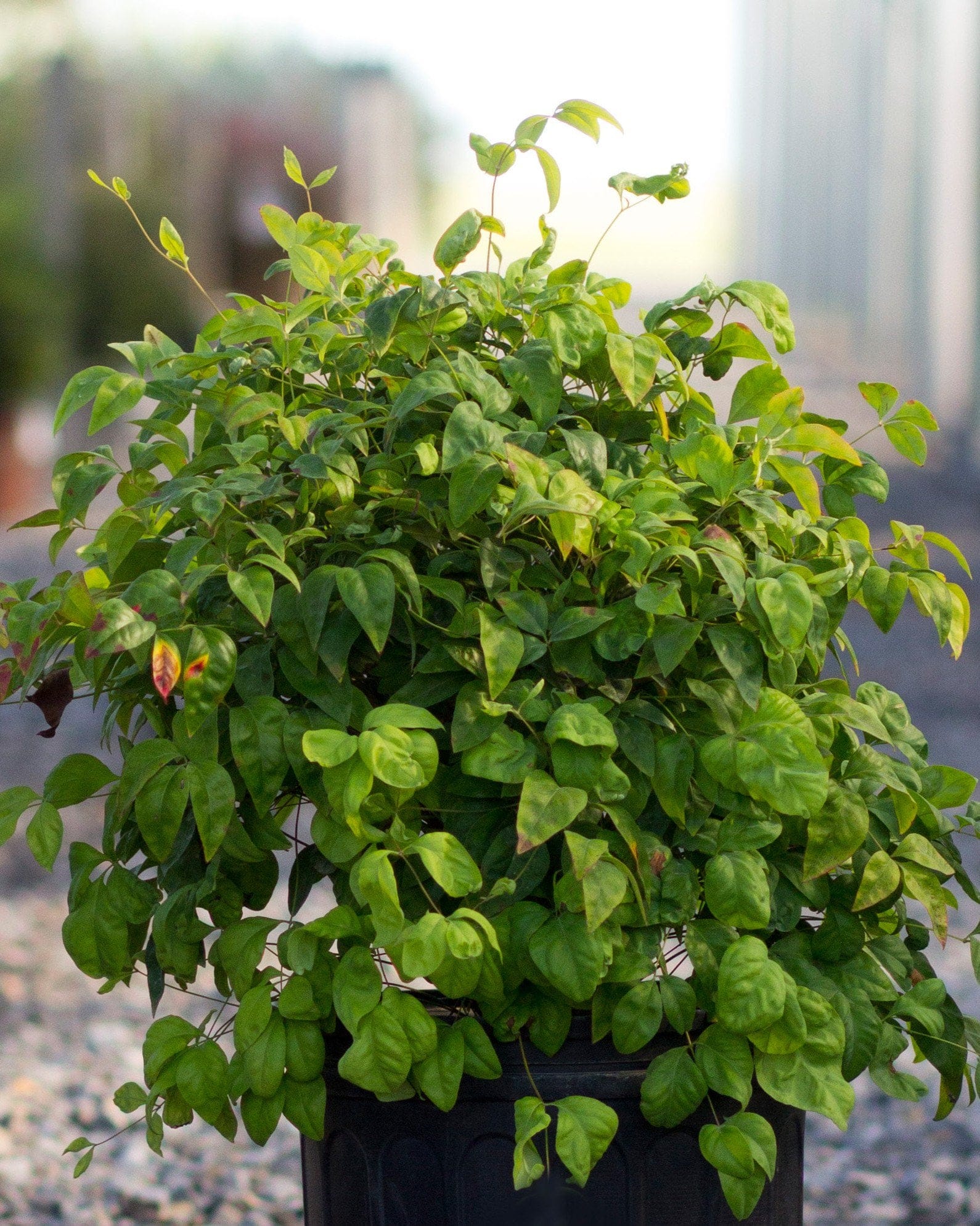 Firepower Nandina