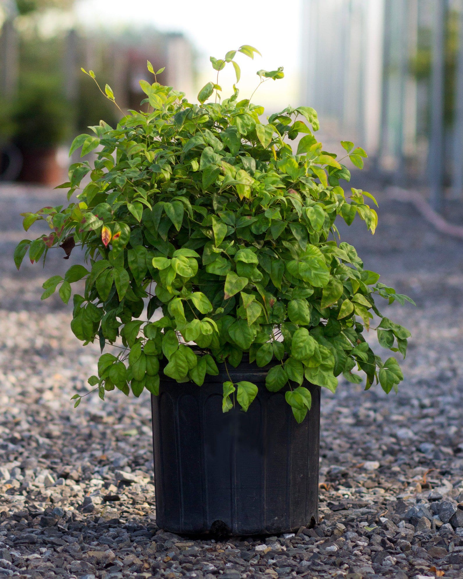 Firepower Nandina - view 2