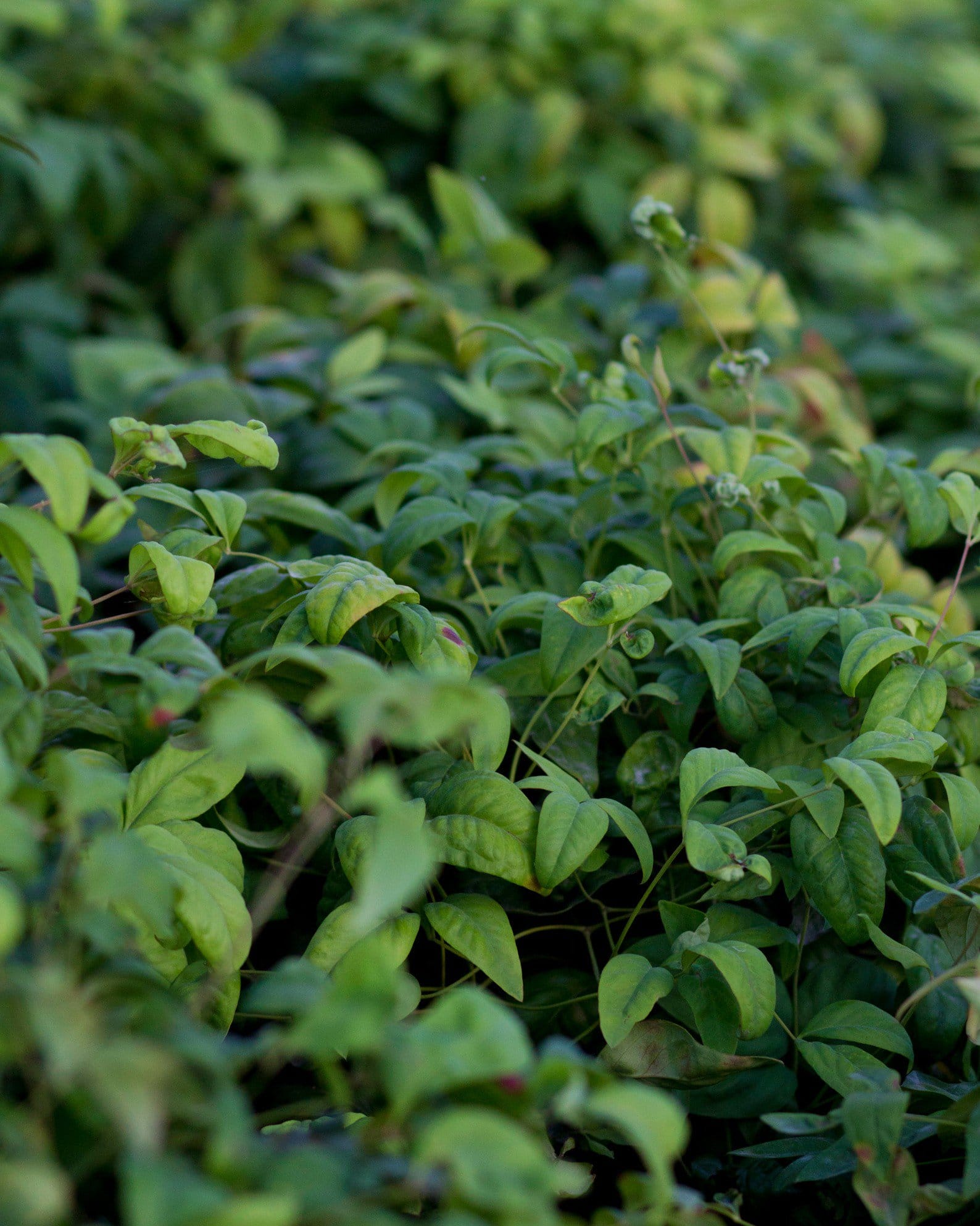 Firepower Nandina - view 3