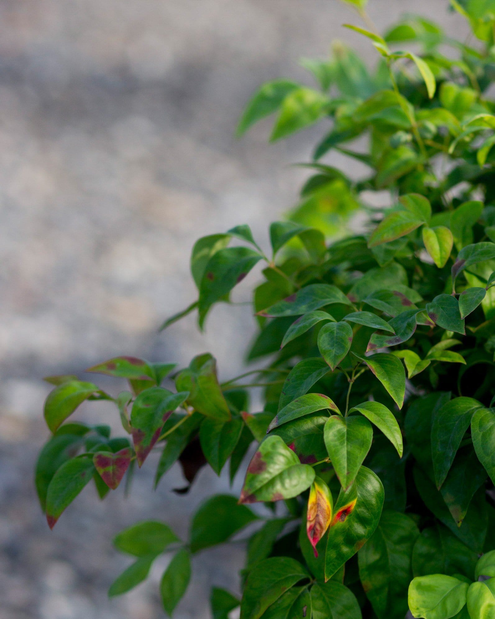 Firepower Nandina - view 4