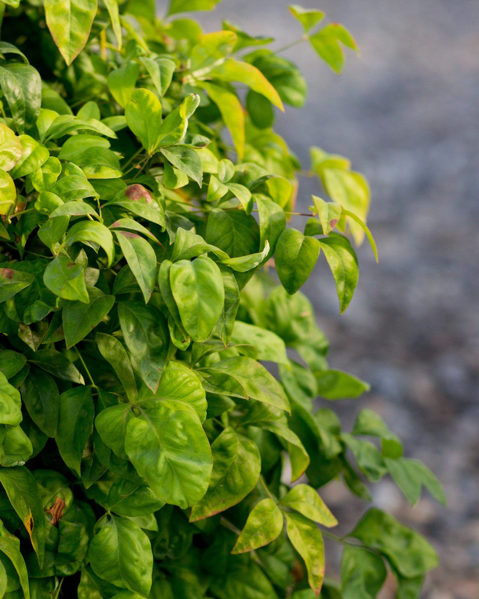Firepower Nandina - view 5