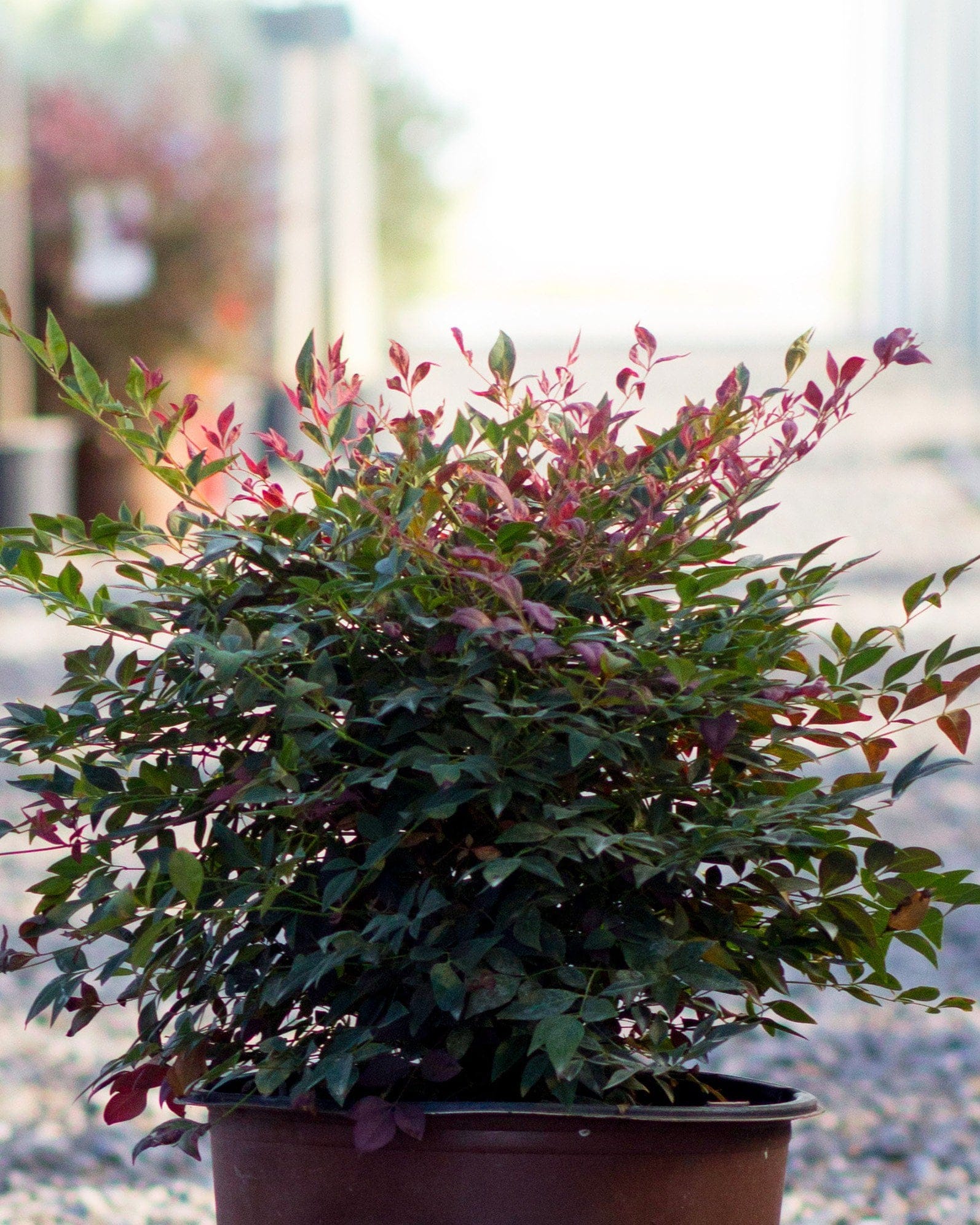 Obsession Nandina
