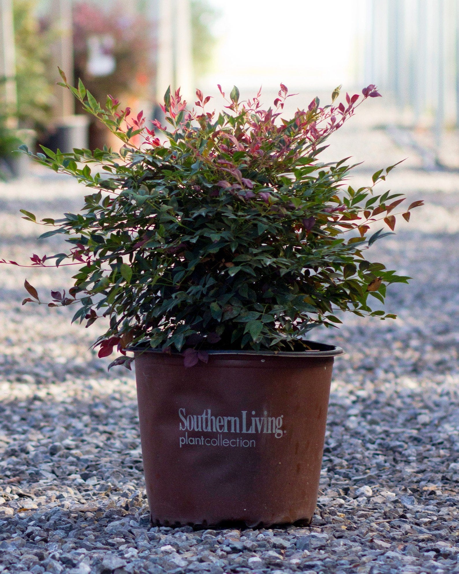 Obsession Nandina - view 2