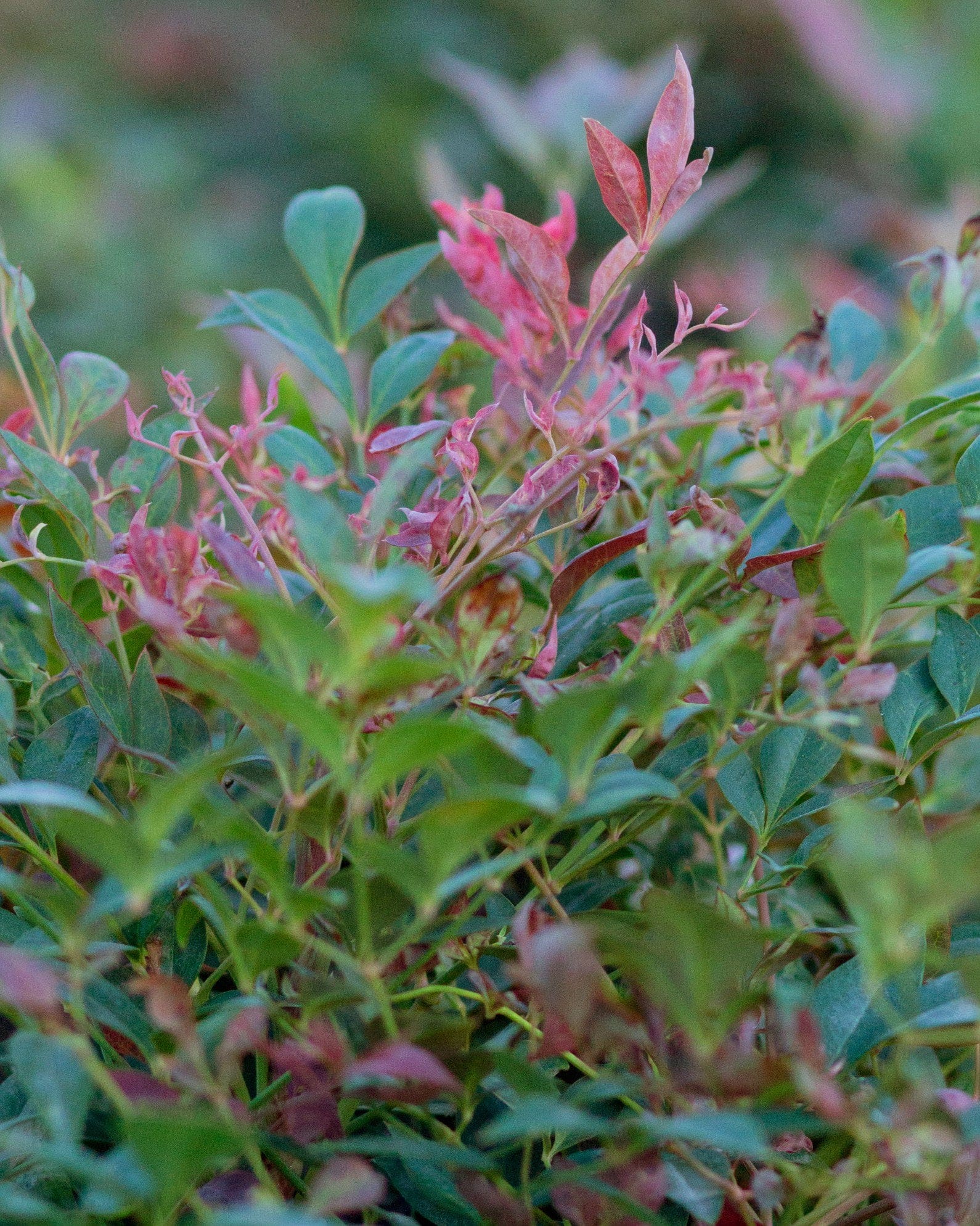 Obsession Nandina - view 3