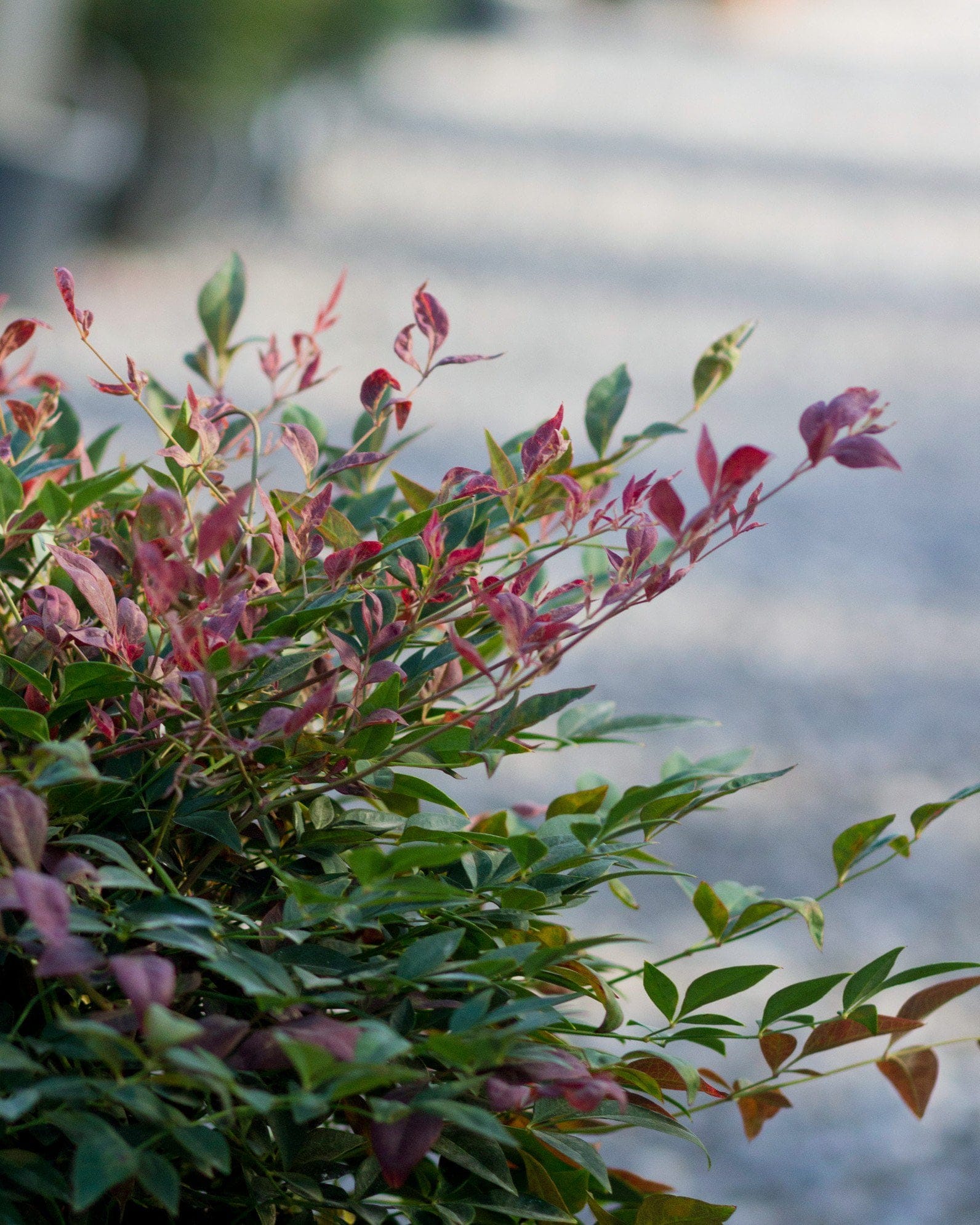 Obsession Nandina - view 4