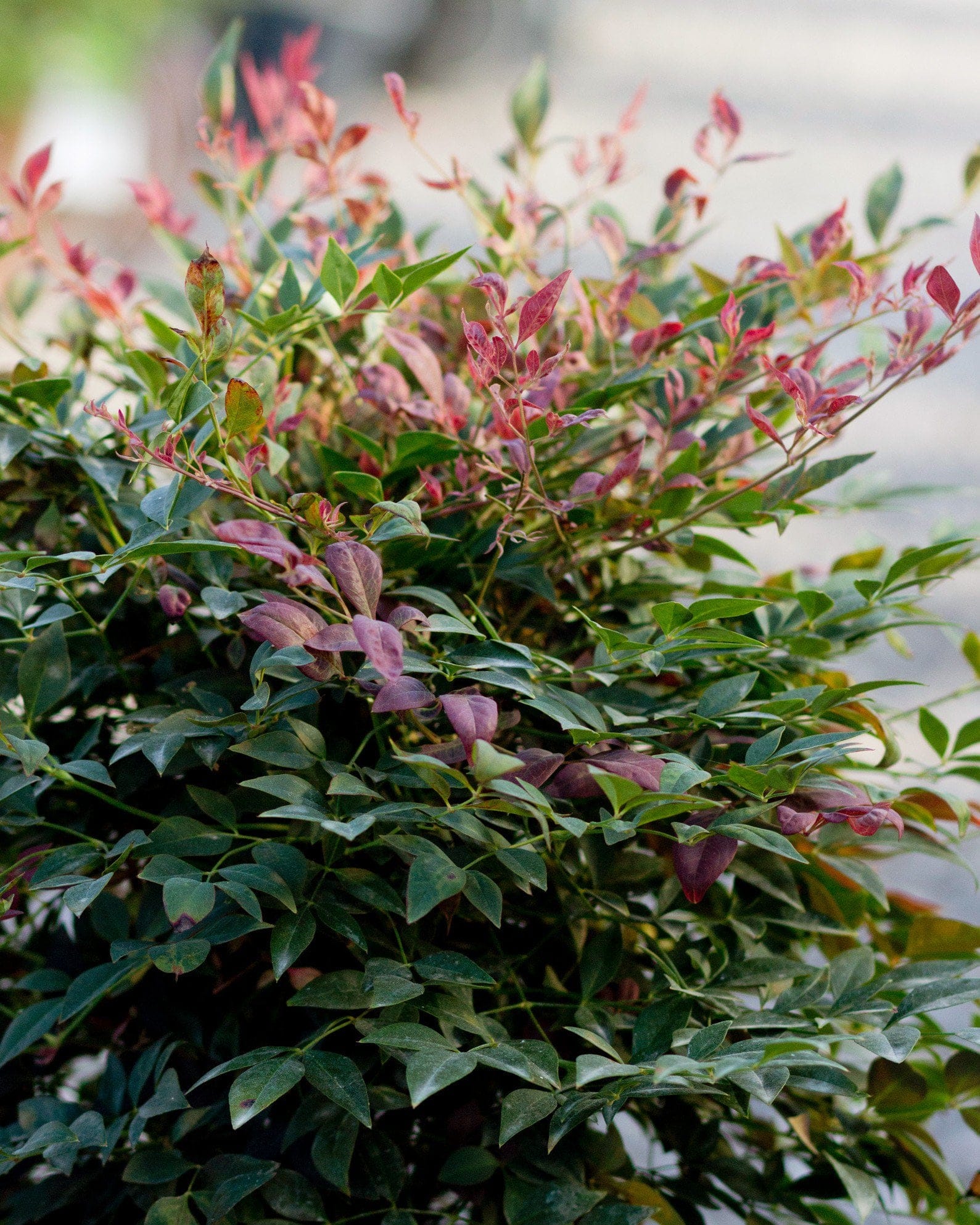 Obsession Nandina - view 5