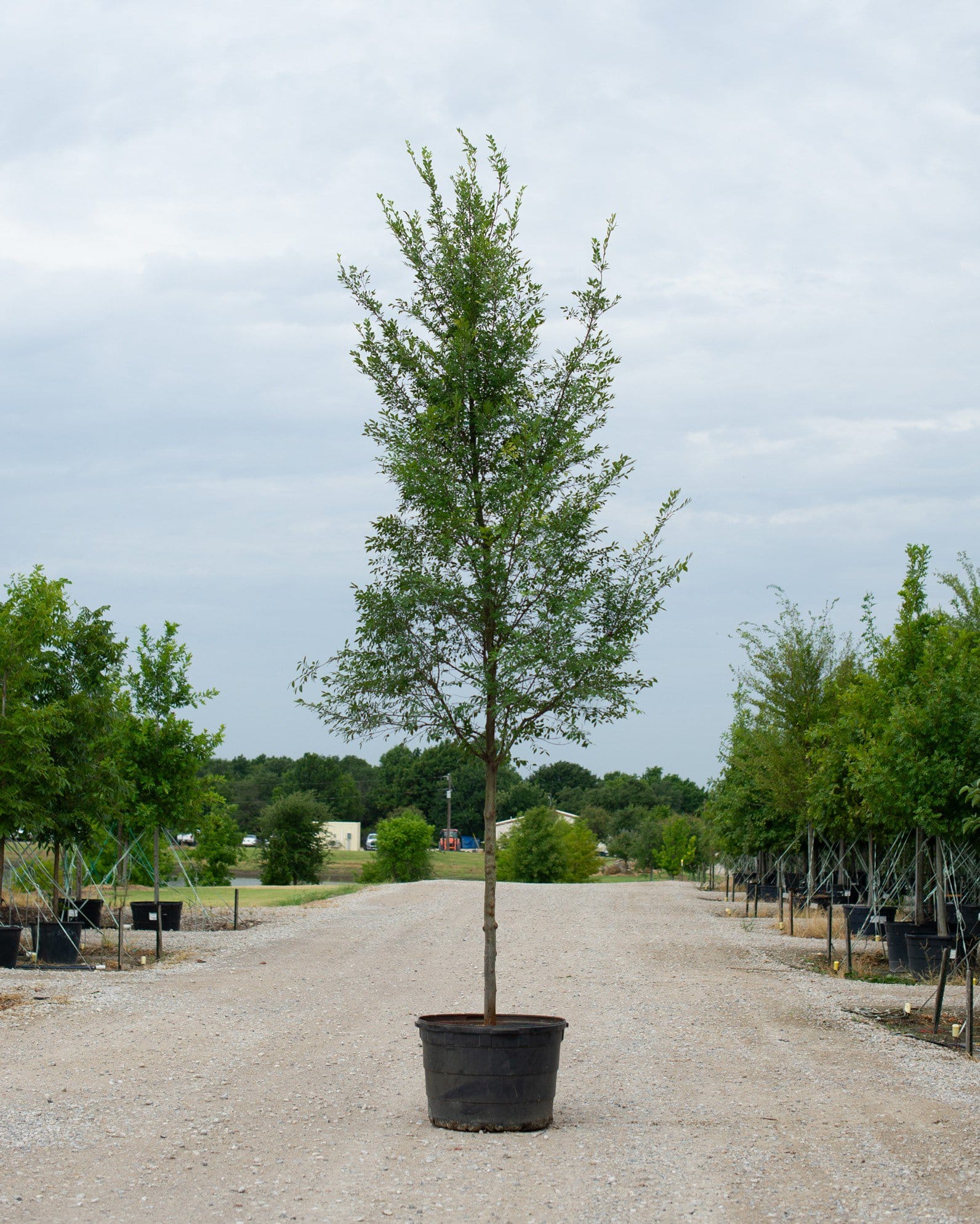 Bosque Elm