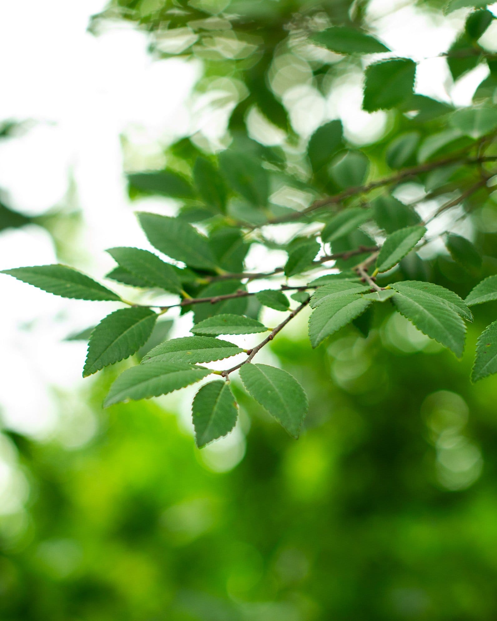 Bosque Elm - view 3