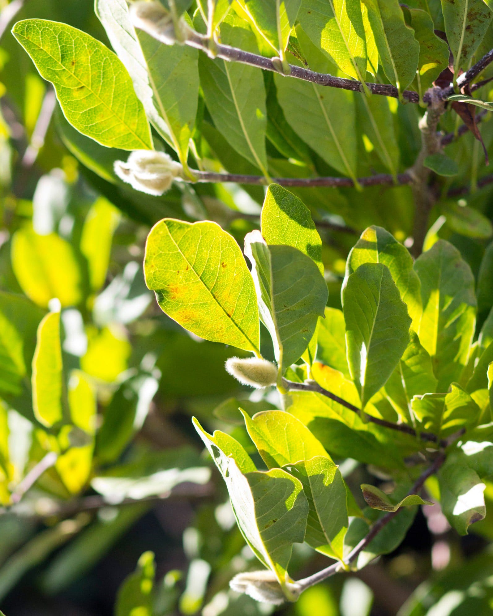 Centennial Blush Star Magnolia - view 2