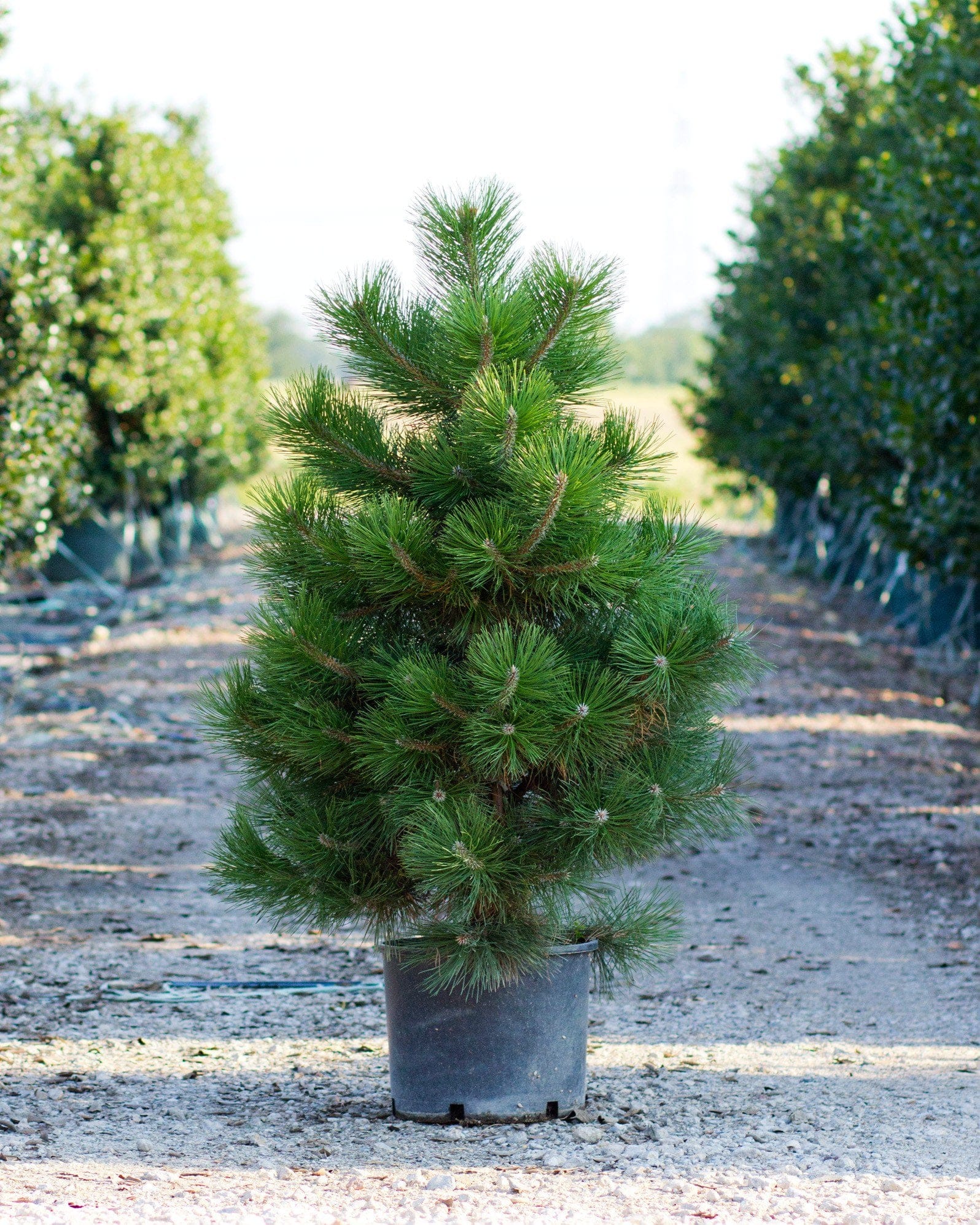Austrian Pine