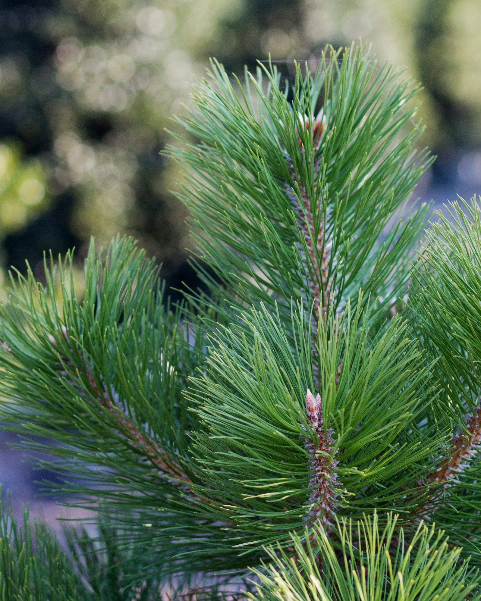 Austrian Pine - view 2
