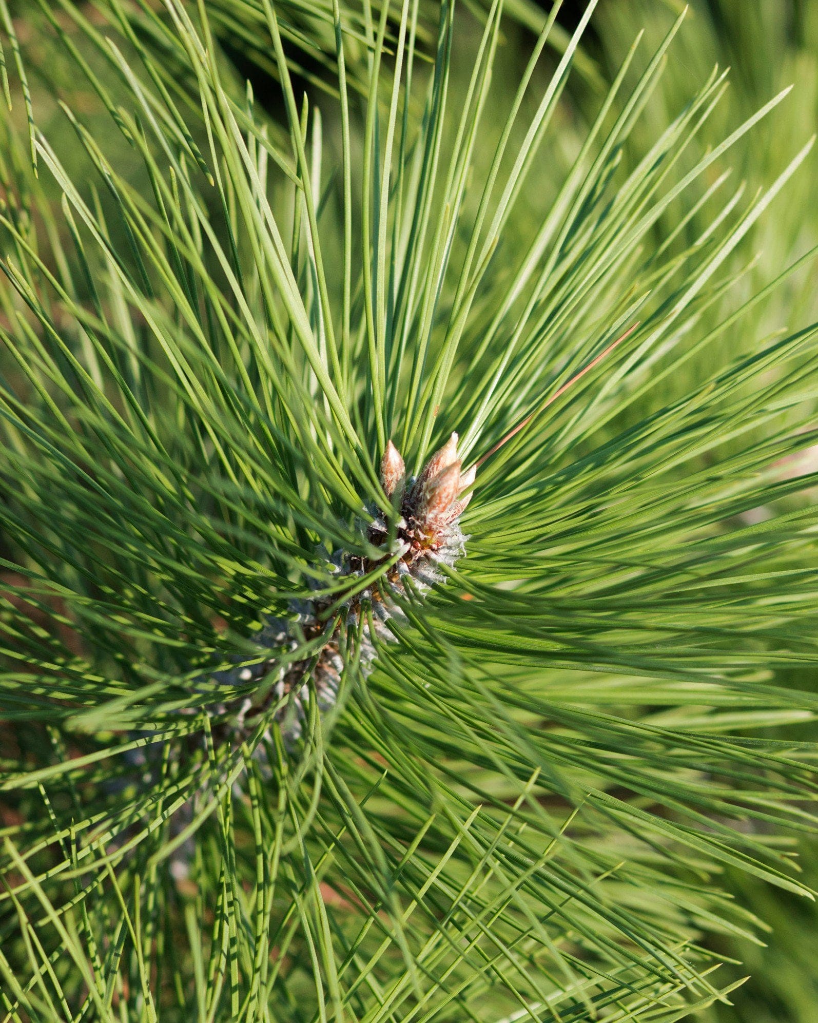 Austrian Pine - view 3