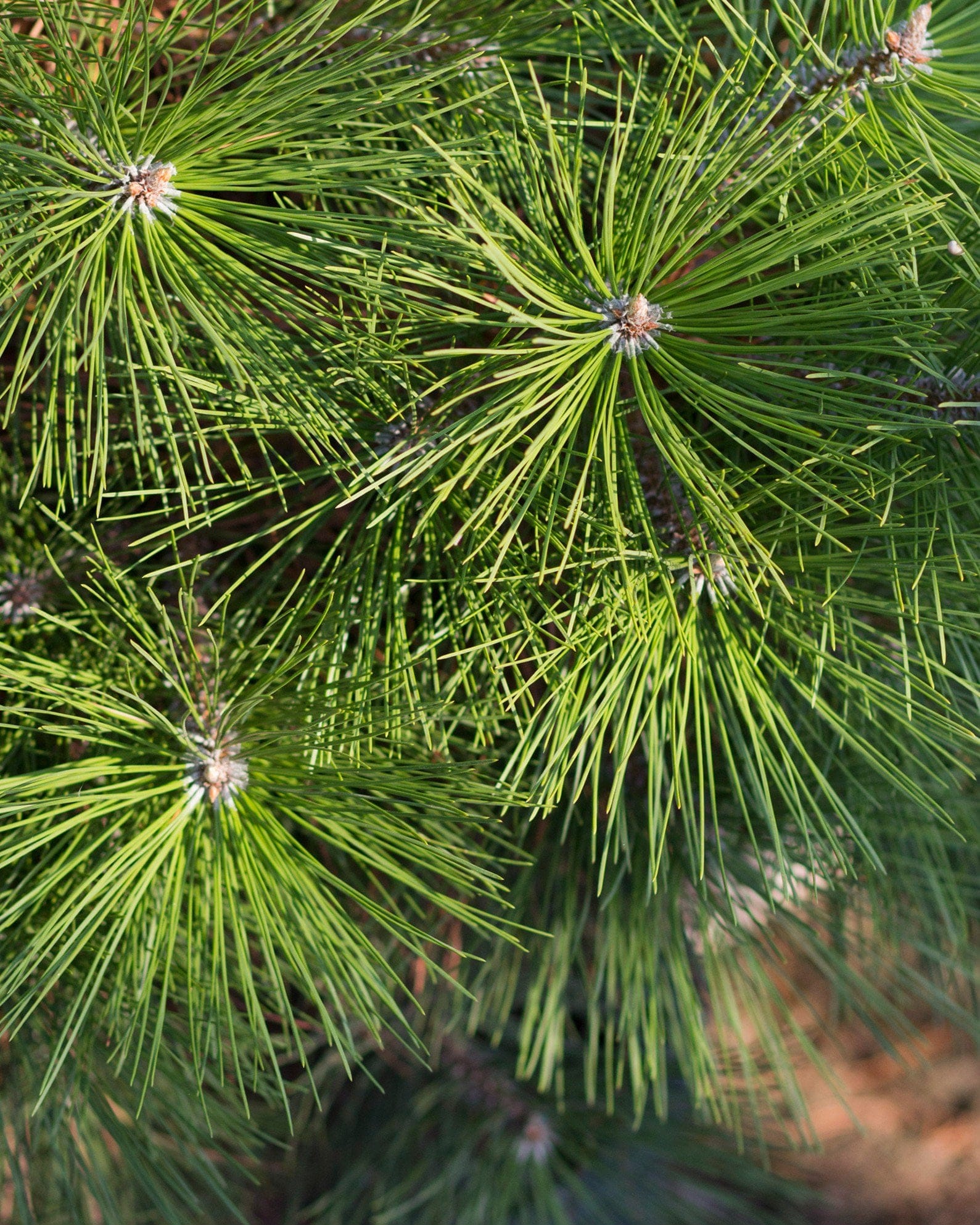 Austrian Pine - view 4