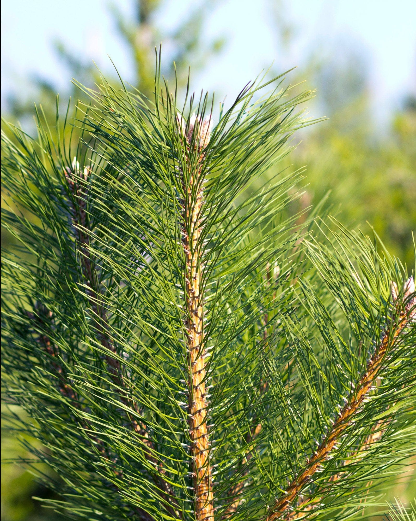 Austrian Pine - view 5