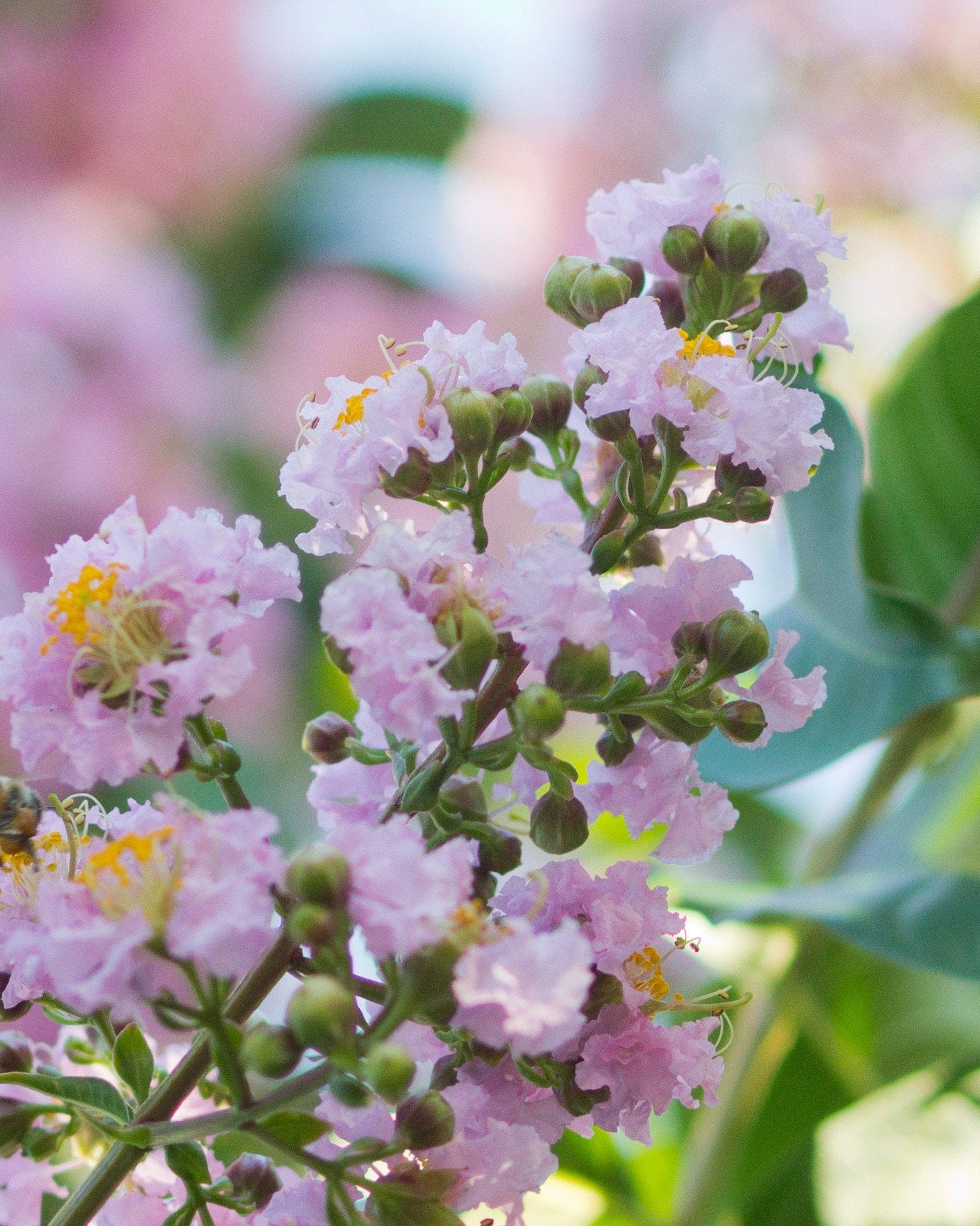 Biloxi Crape Myrtle