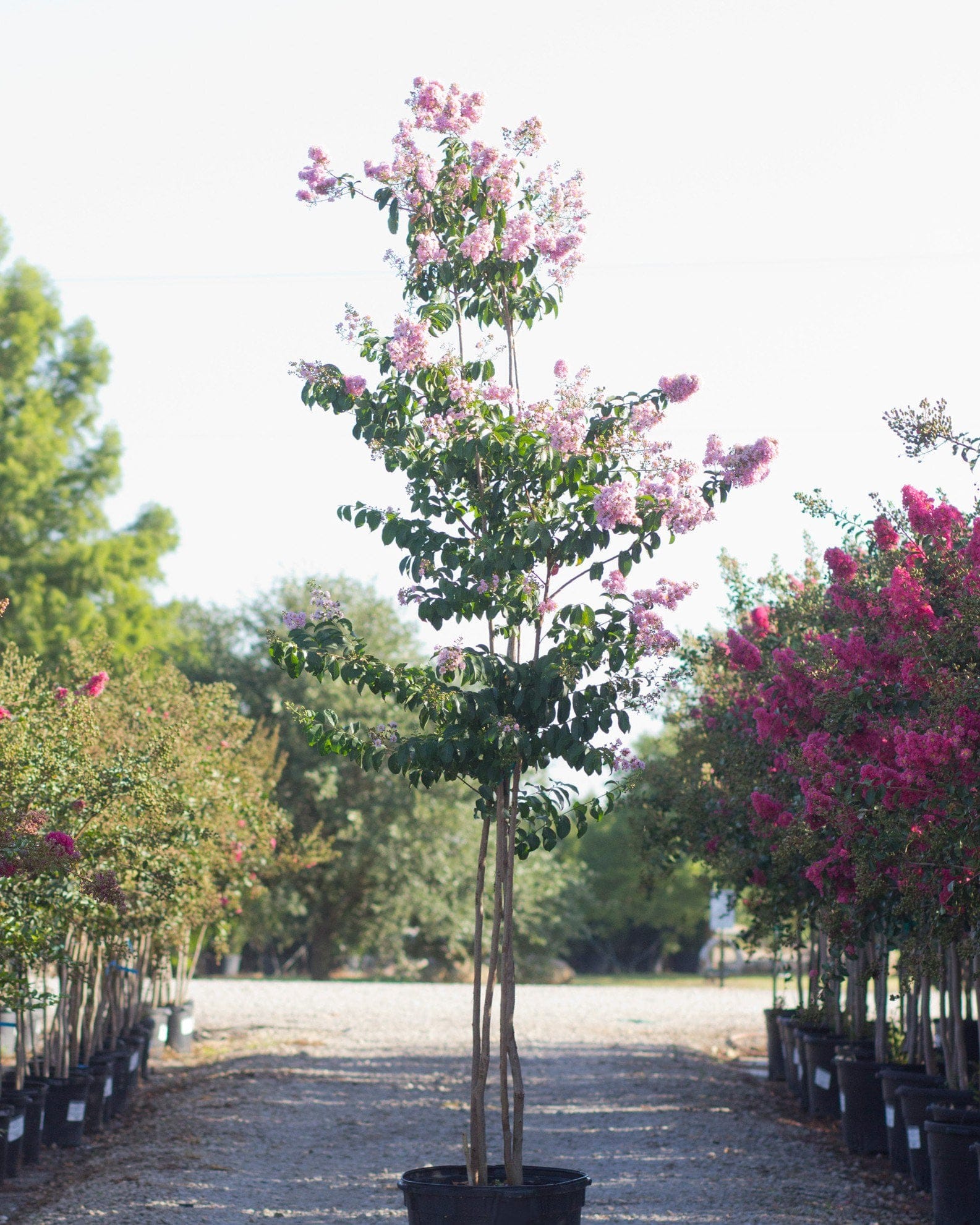 Biloxi Crape Myrtle - view 2