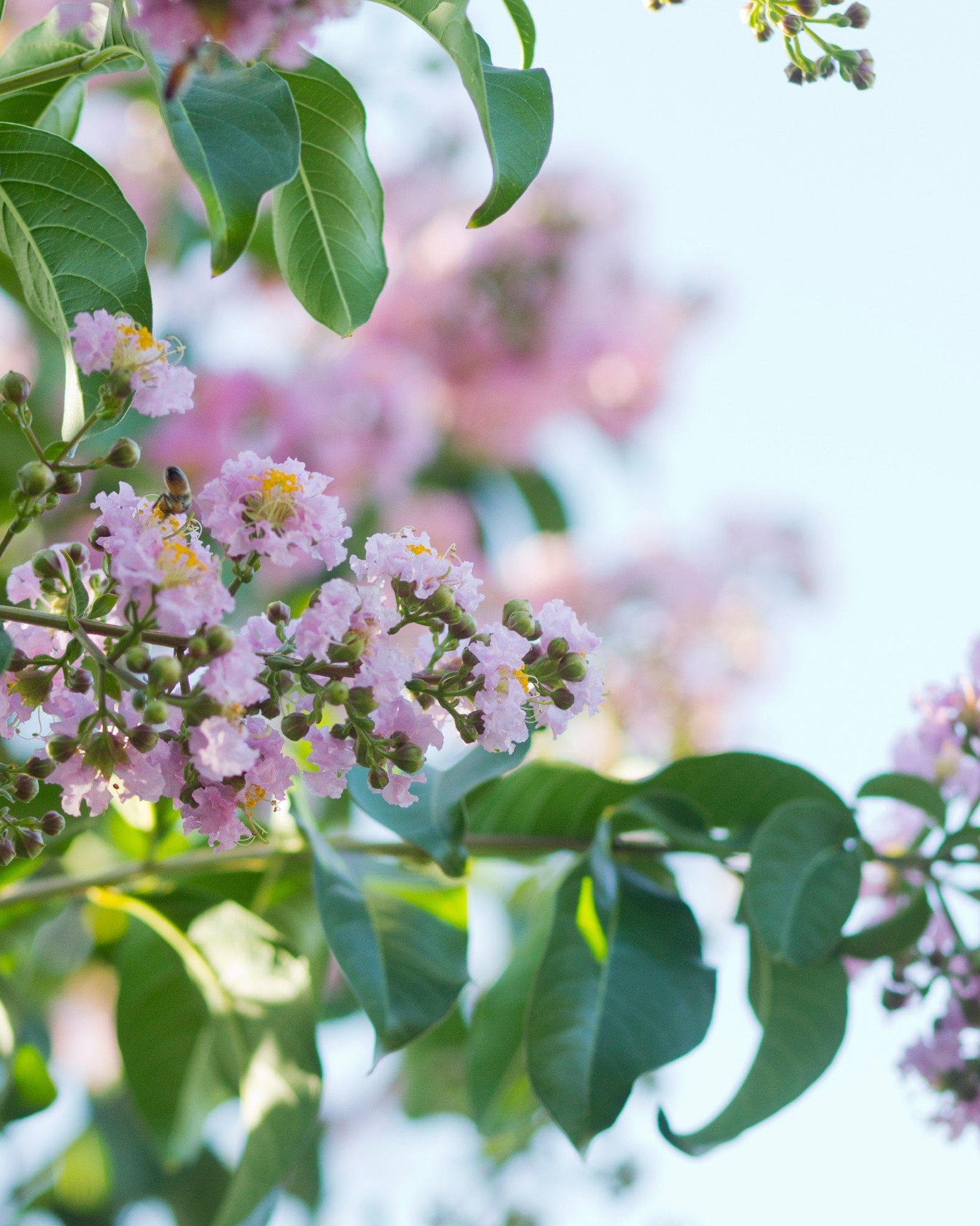 Biloxi Crape Myrtle - view 3