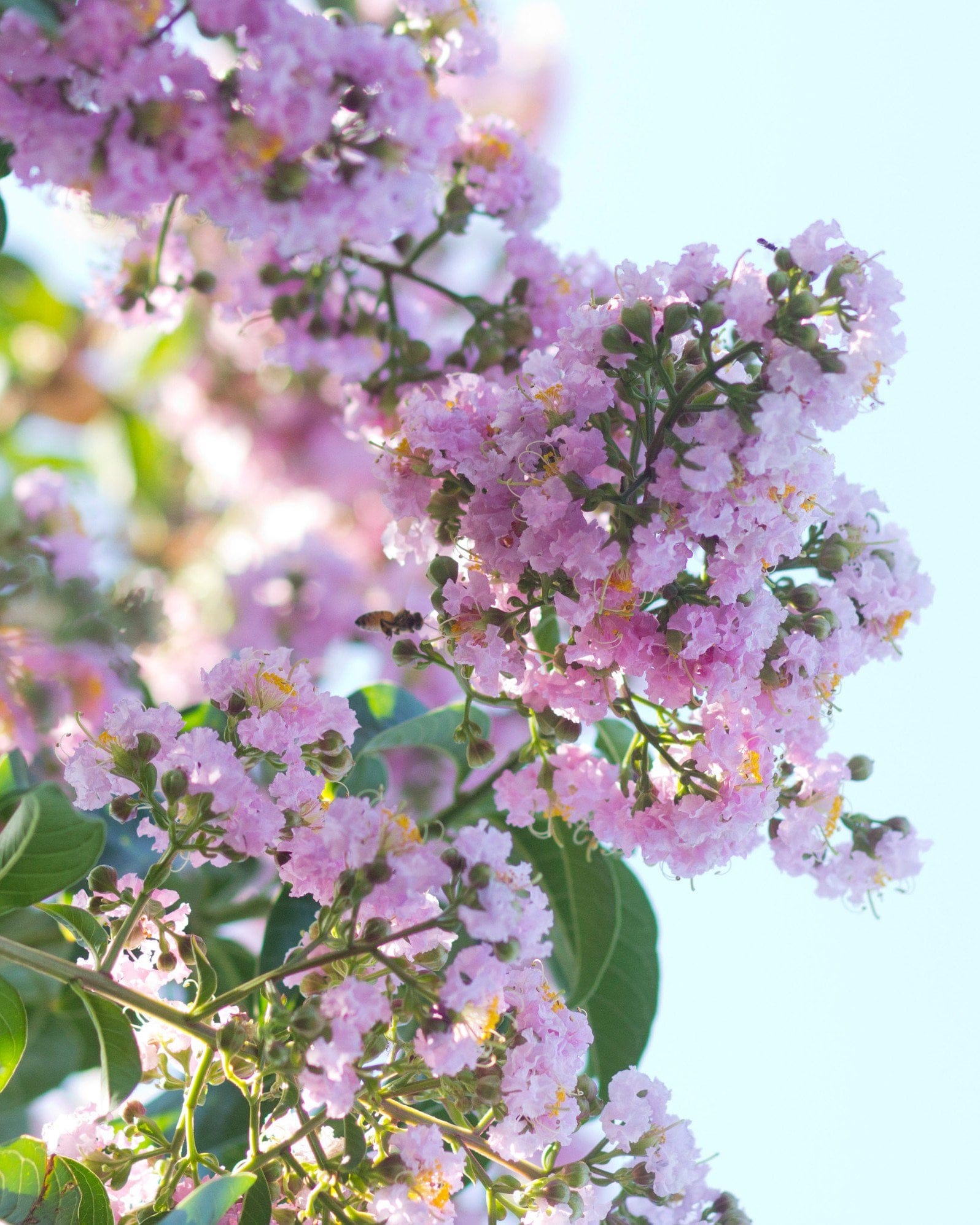 Biloxi Crape Myrtle - view 4
