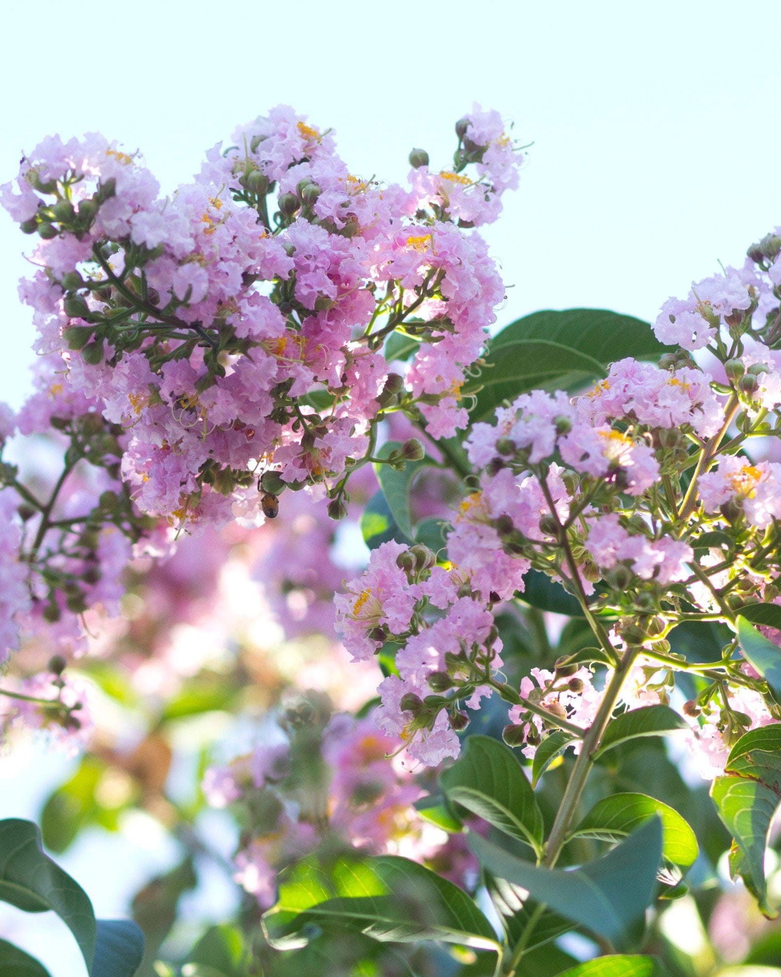 Biloxi Crape Myrtle - view 5