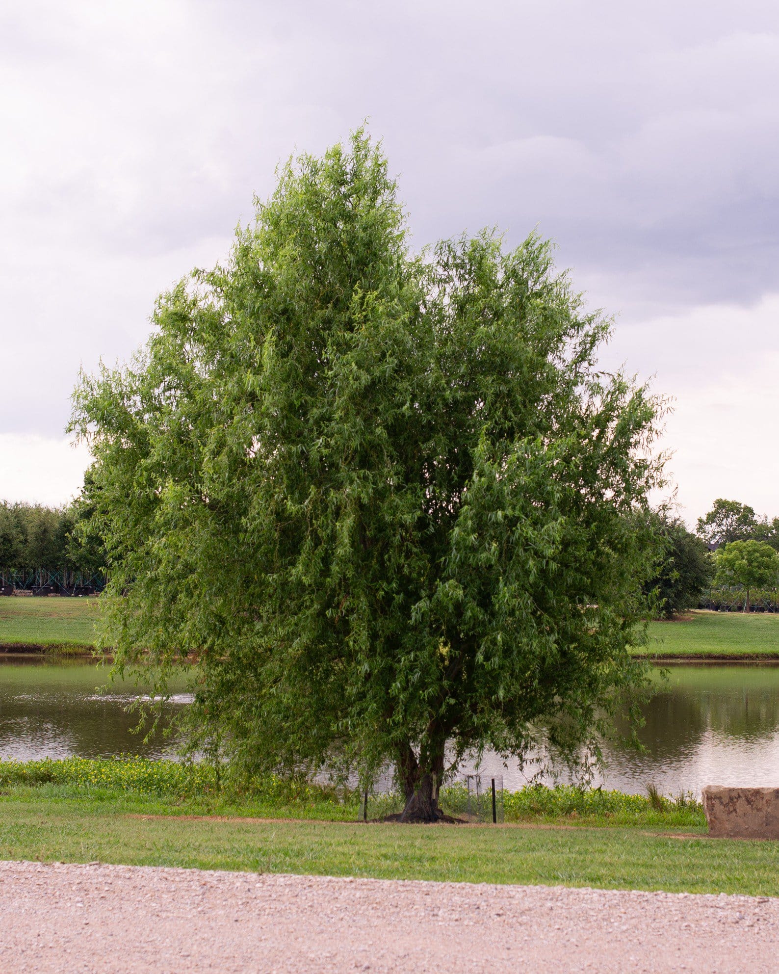 Corkscrew Willow - view 4