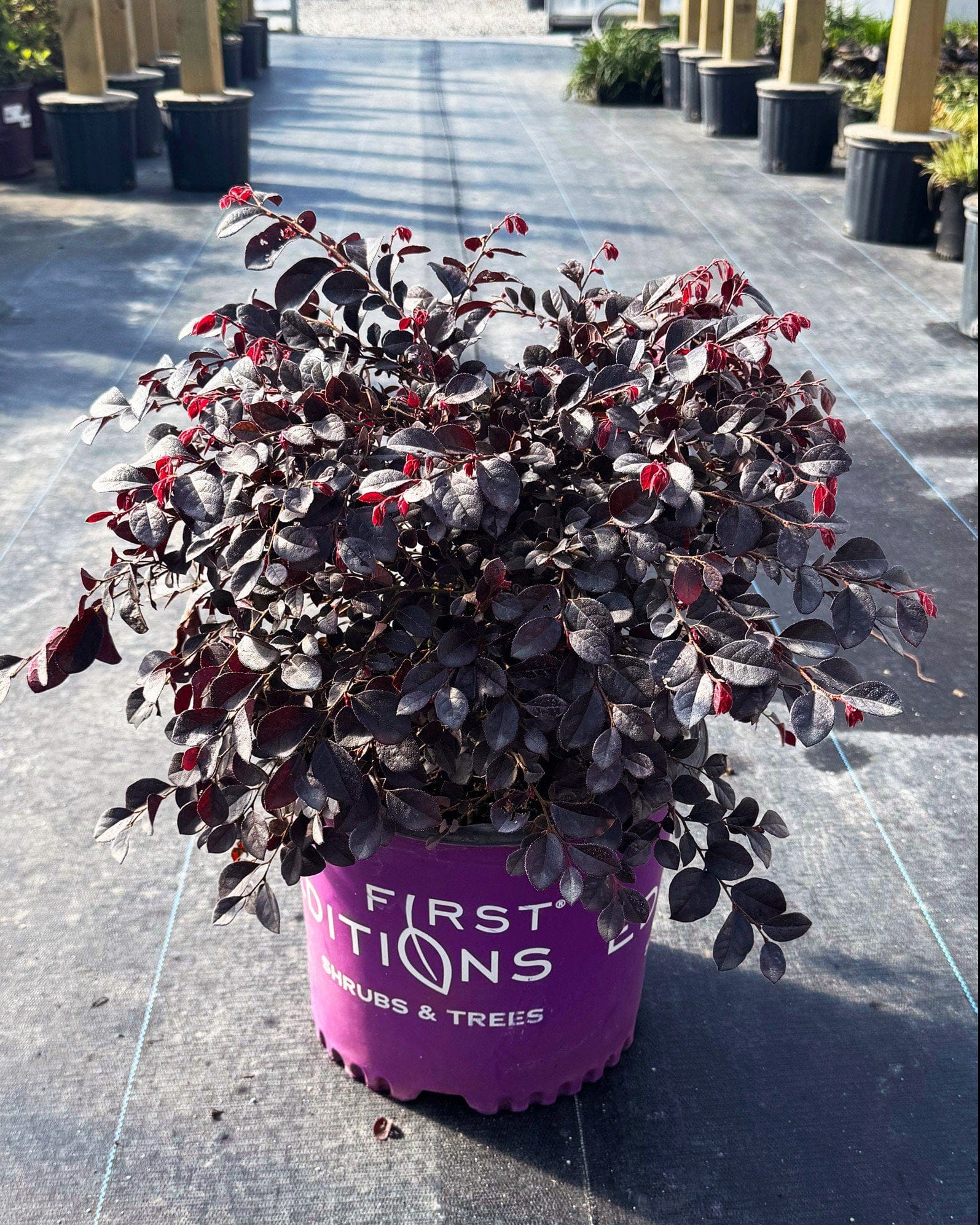 Crimson Fire Loropetalum - view 2