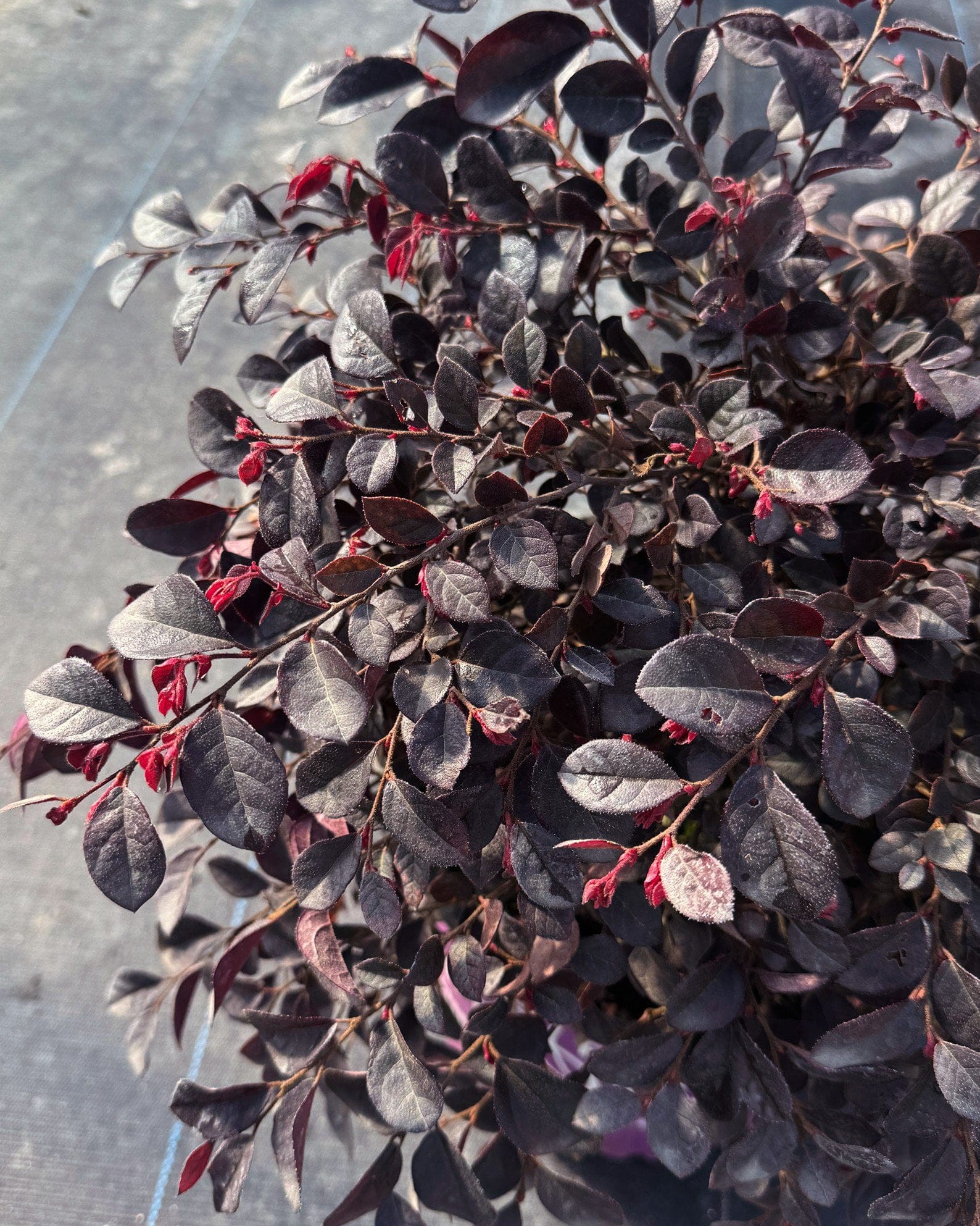 Crimson Fire Loropetalum