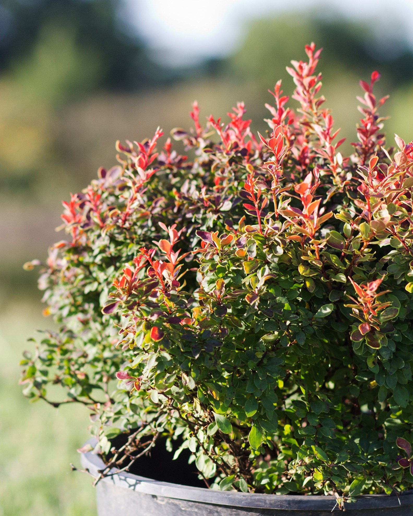 Admiration Barberry - view 3