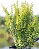 Golden Rocket Barberry thumbnail 2