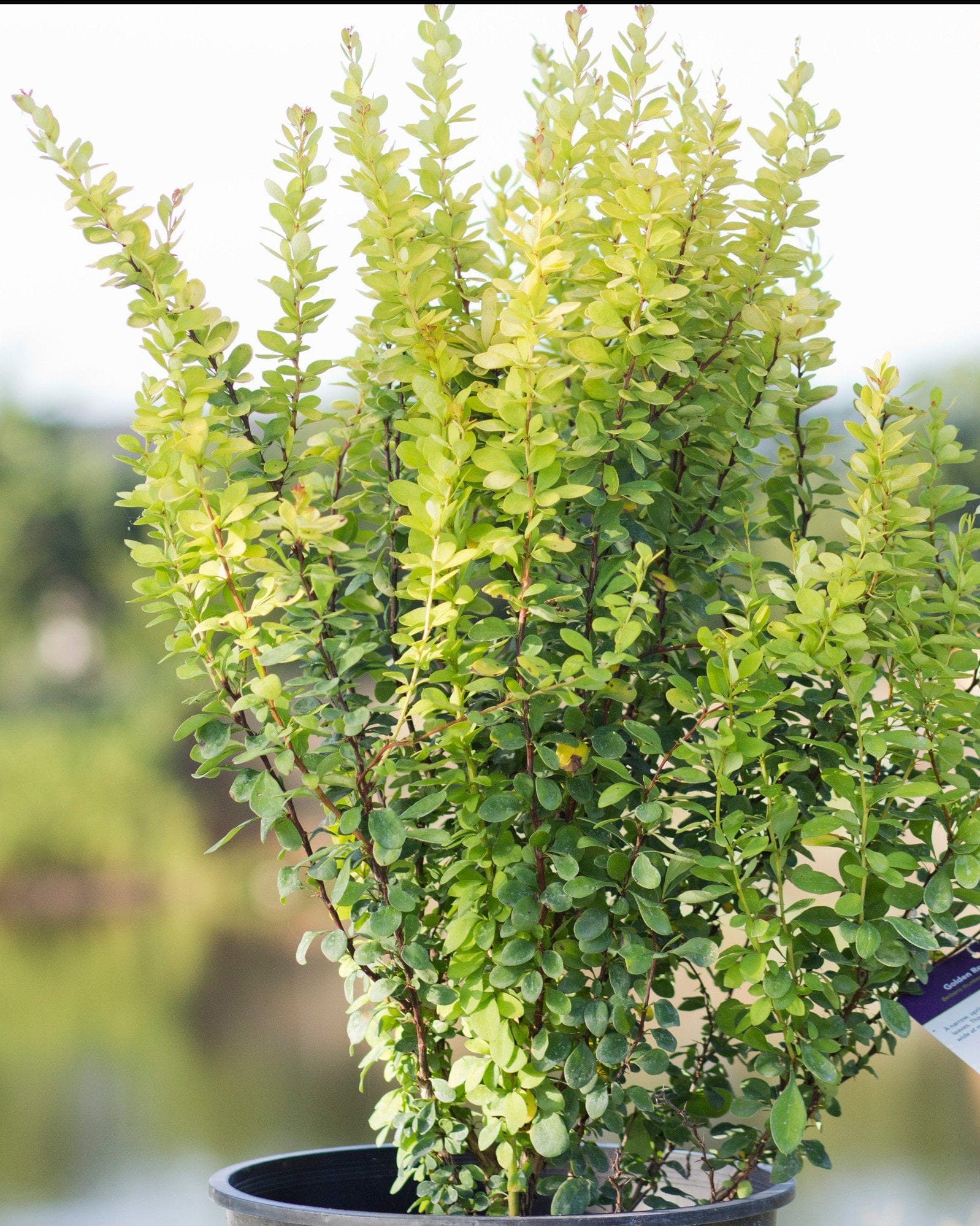 Golden Rocket Barberry - view 2