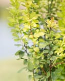 Golden Rocket Barberry thumbnail 3