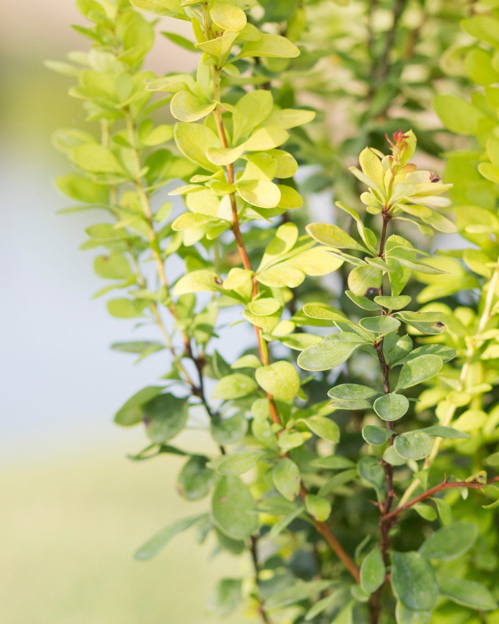 Golden Rocket Barberry - view 3
