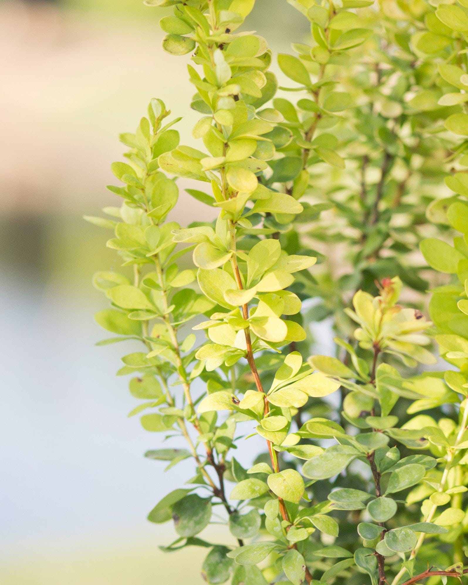 Golden Rocket Barberry - view 4