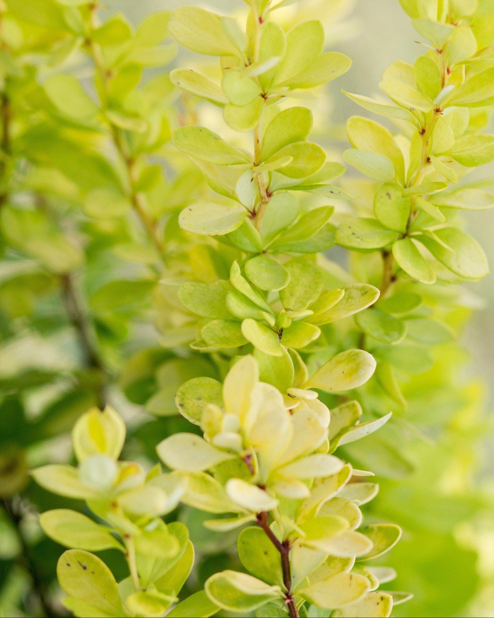 Golden Rocket Barberry - view 5