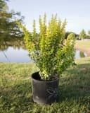 Golden Rocket Barberry thumbnail 6