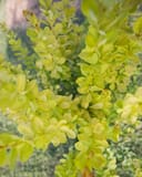 Golden Rocket Barberry thumbnail 7