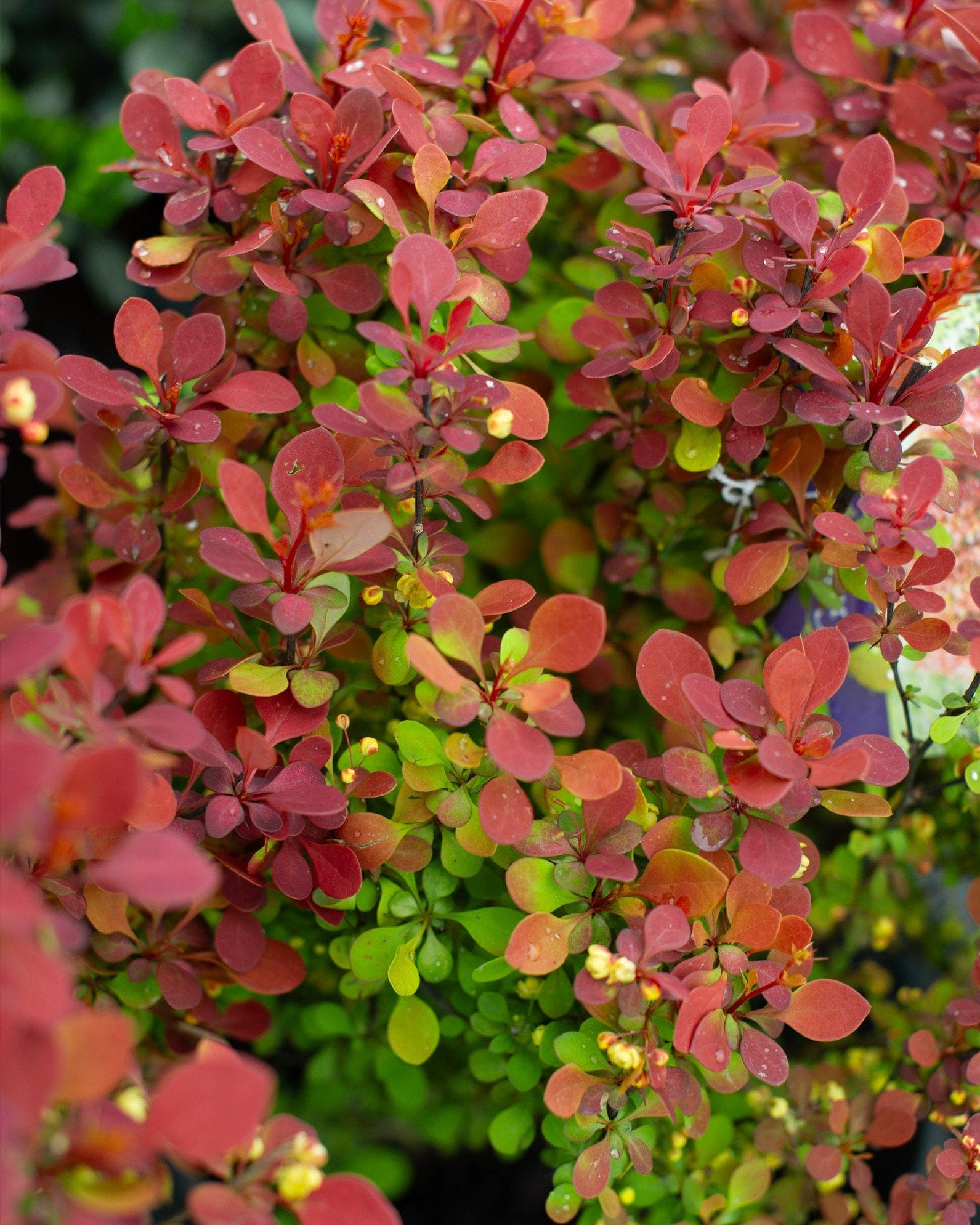 Orange Rocket Barberry - view 3